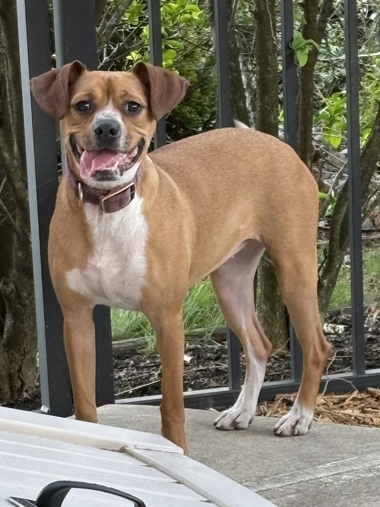 Addie, Adoptable, Adult Female Beagle & Boxer.