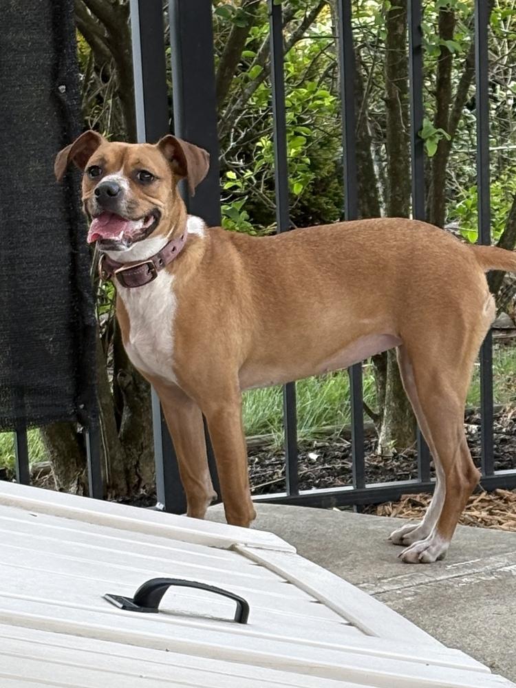 Enlarge Addie, a Adoptable mixed breed in Irwin, PA image 2/5