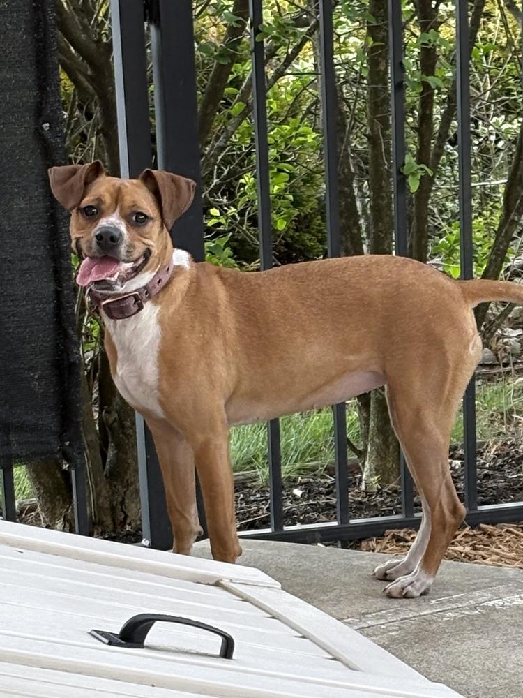 Enlarge Addie, a Adoptable mixed breed in Irwin, PA image 3/5