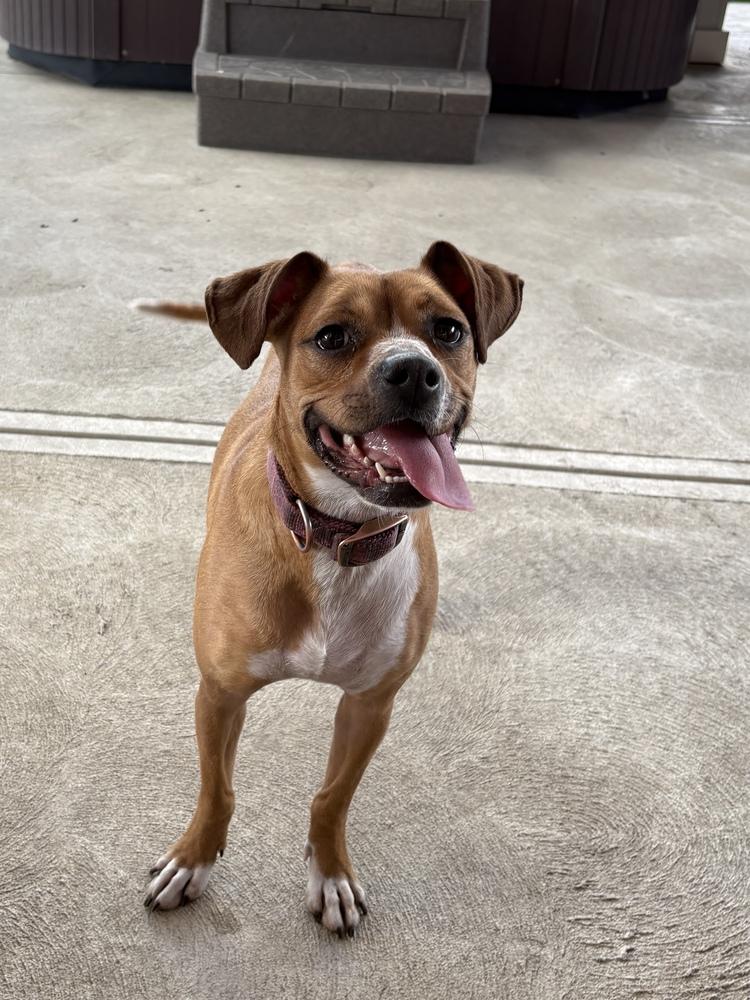 Enlarge Addie, a Adoptable mixed breed in Irwin, PA image 5/5