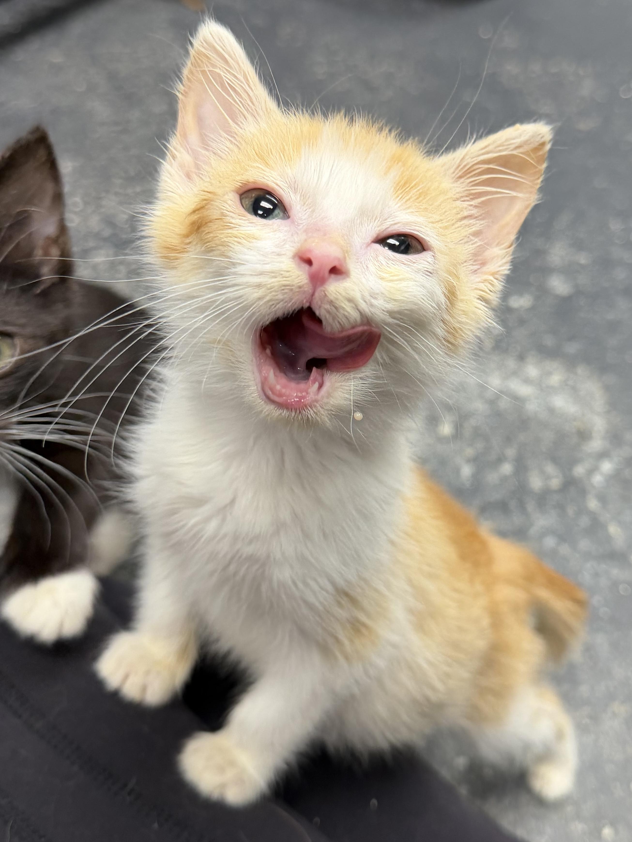 Enlarge Entei, a ADOPTABLE mixed breed in North Royalton, OH image 4/6