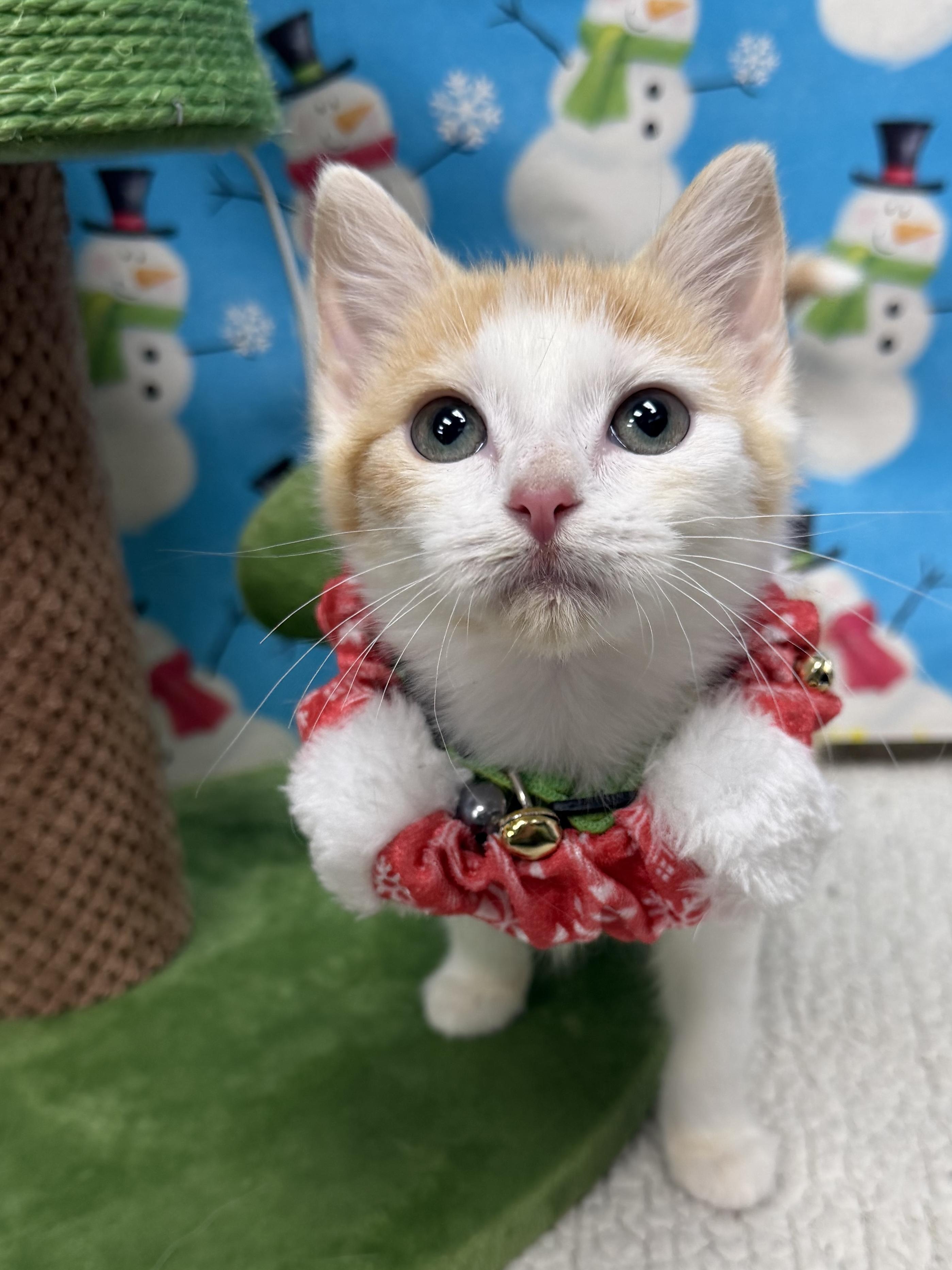 Entei, ADOPTABLE, Kitten Female Domestic Short Hair.