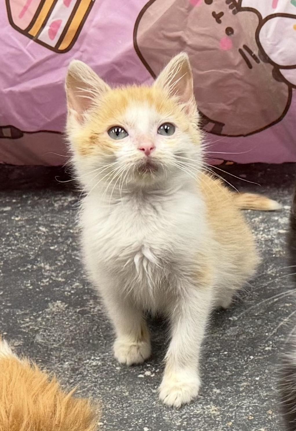 Enlarge Entei, a ADOPTABLE mixed breed in North Royalton, OH image 3/6