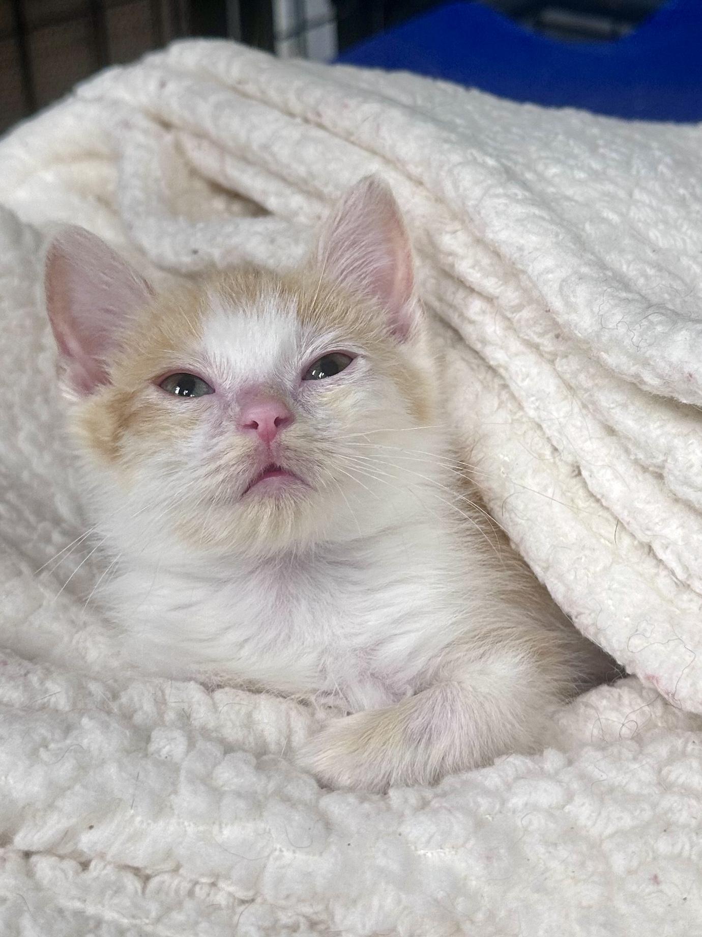 Enlarge Entei, a ADOPTABLE mixed breed in North Royalton, OH image 5/6