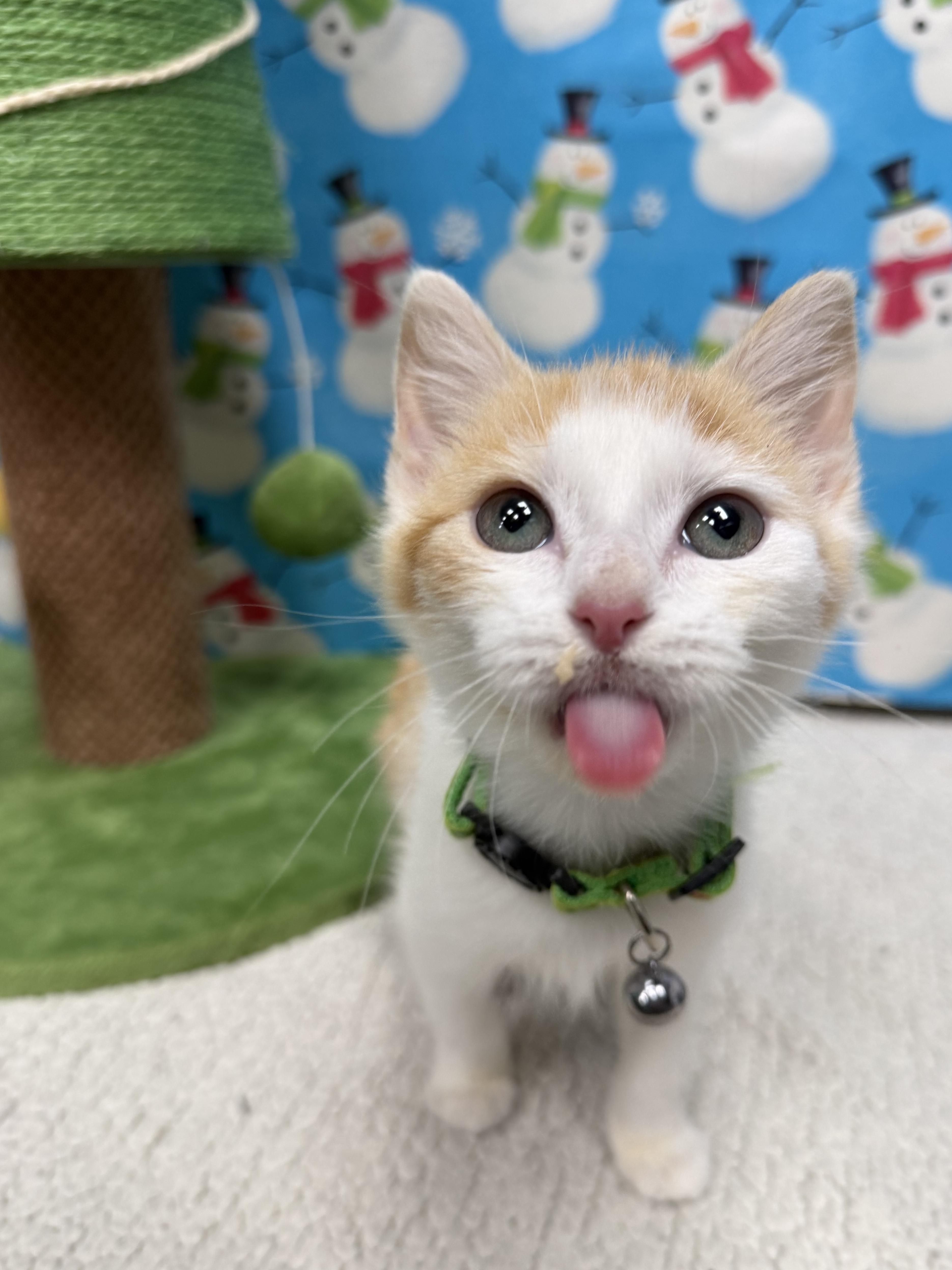 Enlarge Entei, a ADOPTABLE mixed breed in North Royalton, OH image 2/6