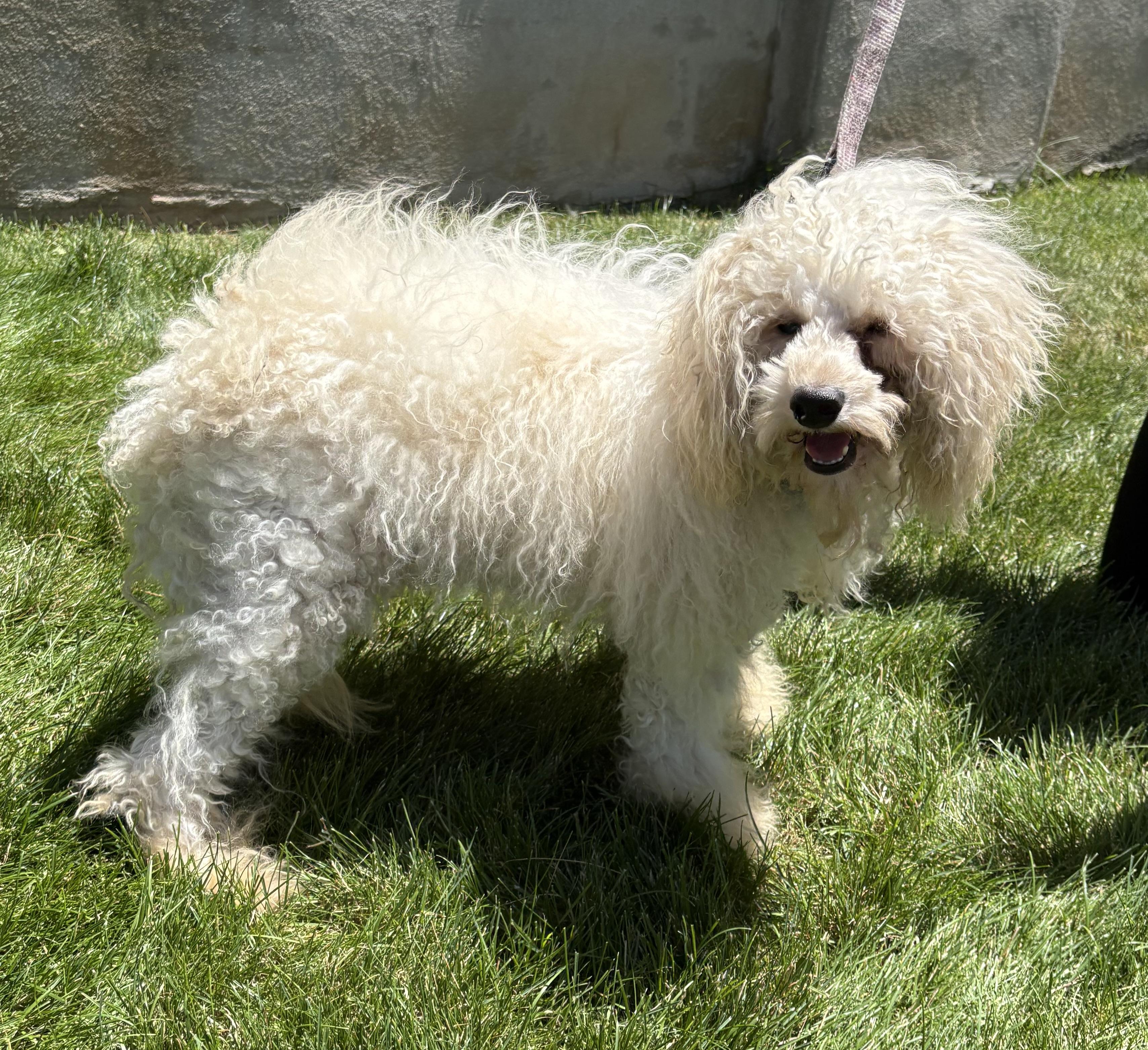 Enlarge Jacques, a ADOPTABLE Poodle in Warren, NJ image 6/6