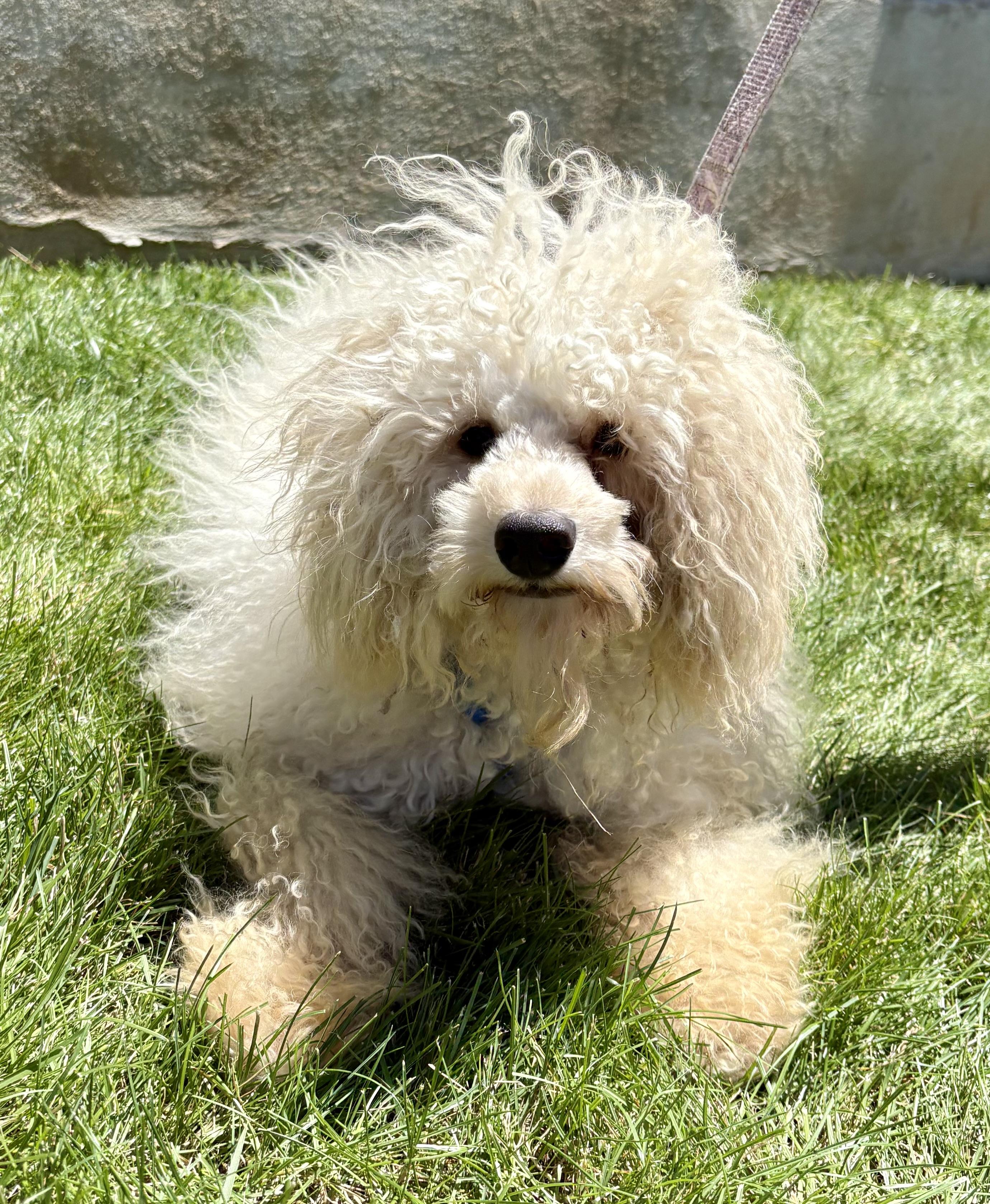 Enlarge Jacques, a ADOPTABLE Poodle in Warren, NJ image 4/6