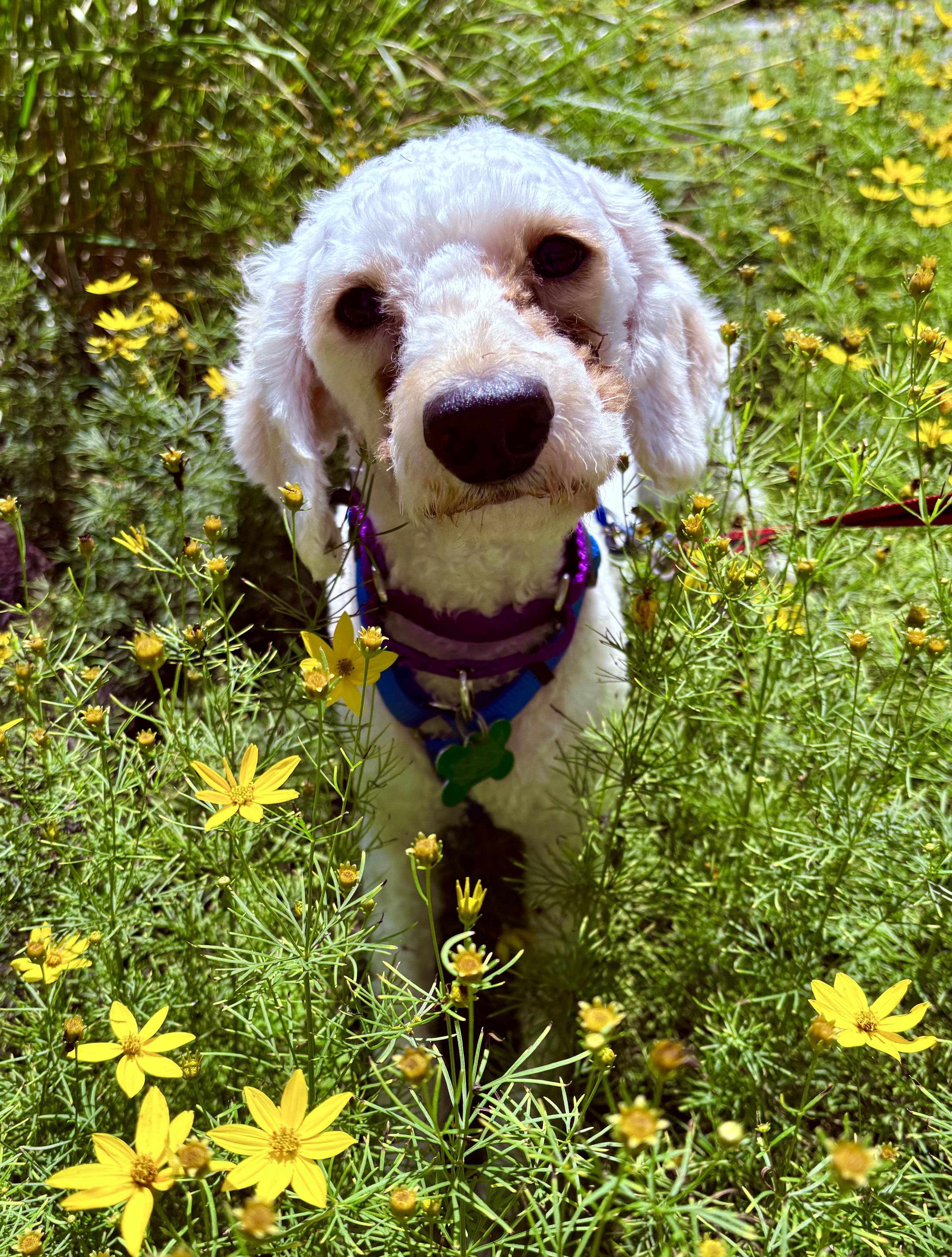 Enlarge Jacques, a ADOPTABLE Poodle in Warren, NJ image 3/6