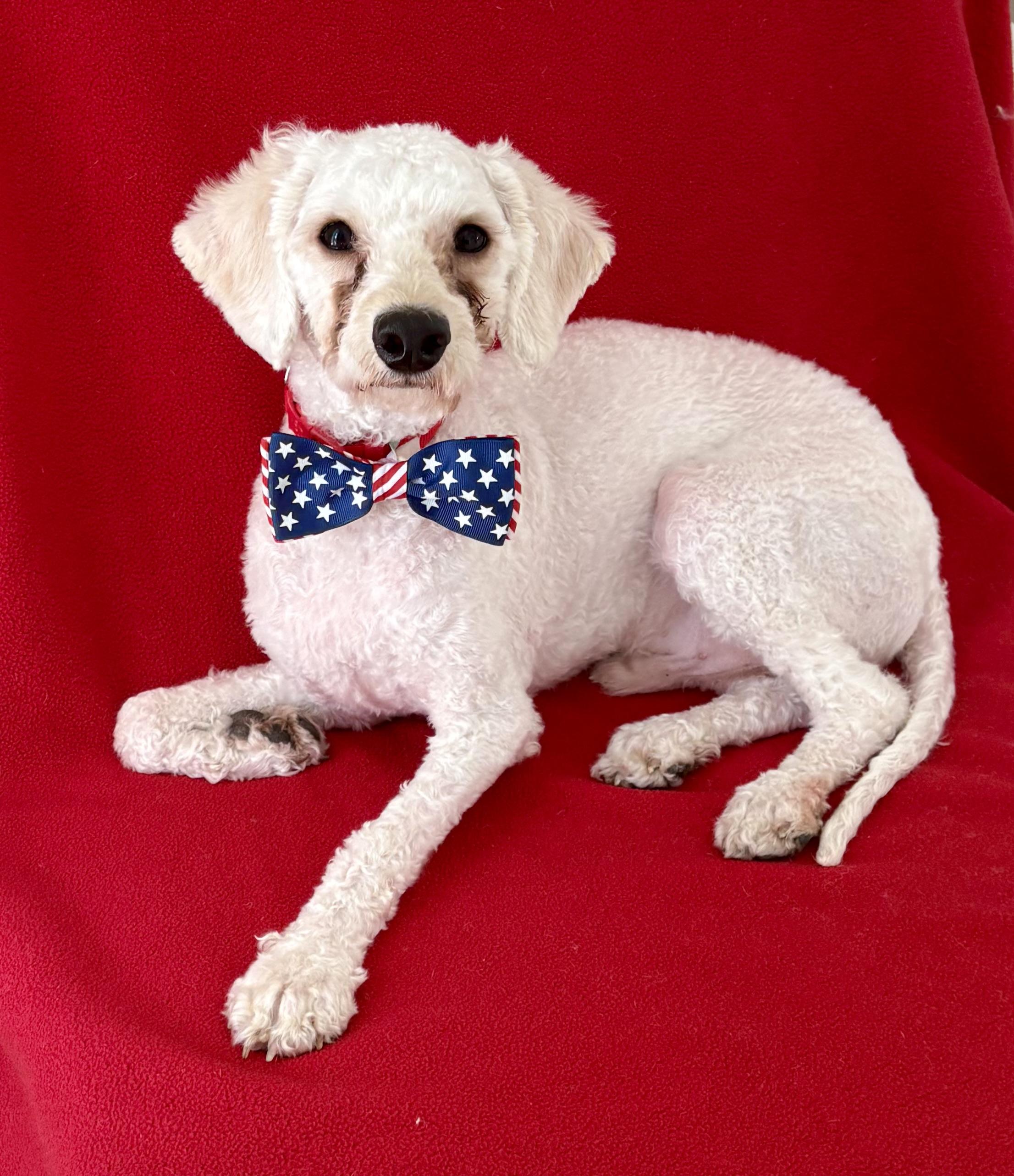 Enlarge Jacques, a ADOPTABLE Poodle in Warren, NJ image 5/6