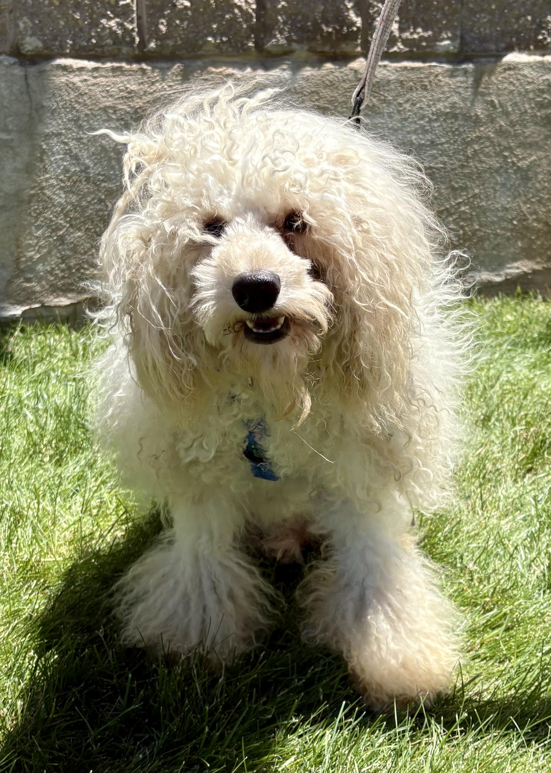 Enlarge Jacques, a ADOPTABLE Poodle in Warren, NJ image 2/6