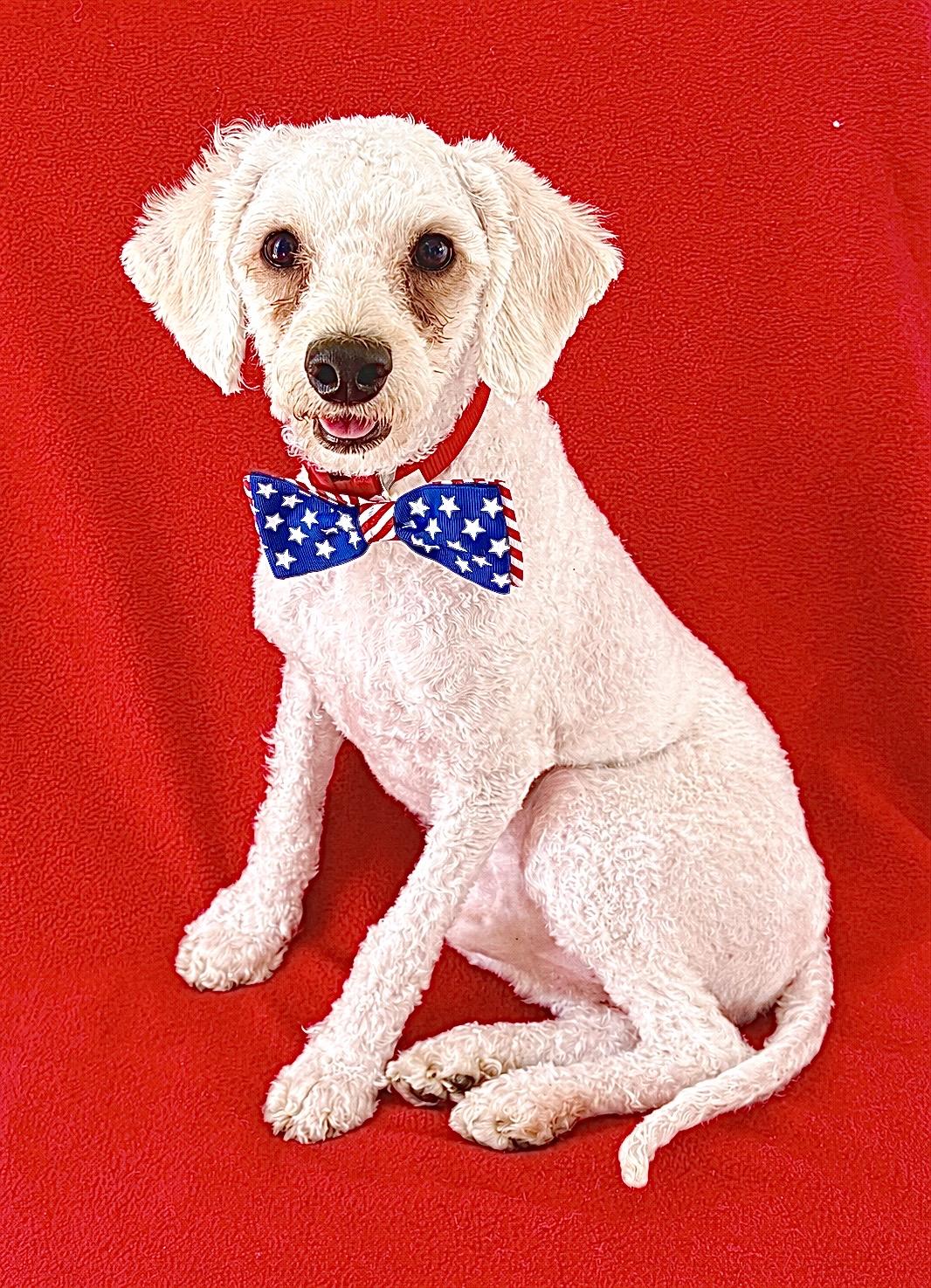 Jacques, ADOPTABLE, Young Male Poodle.