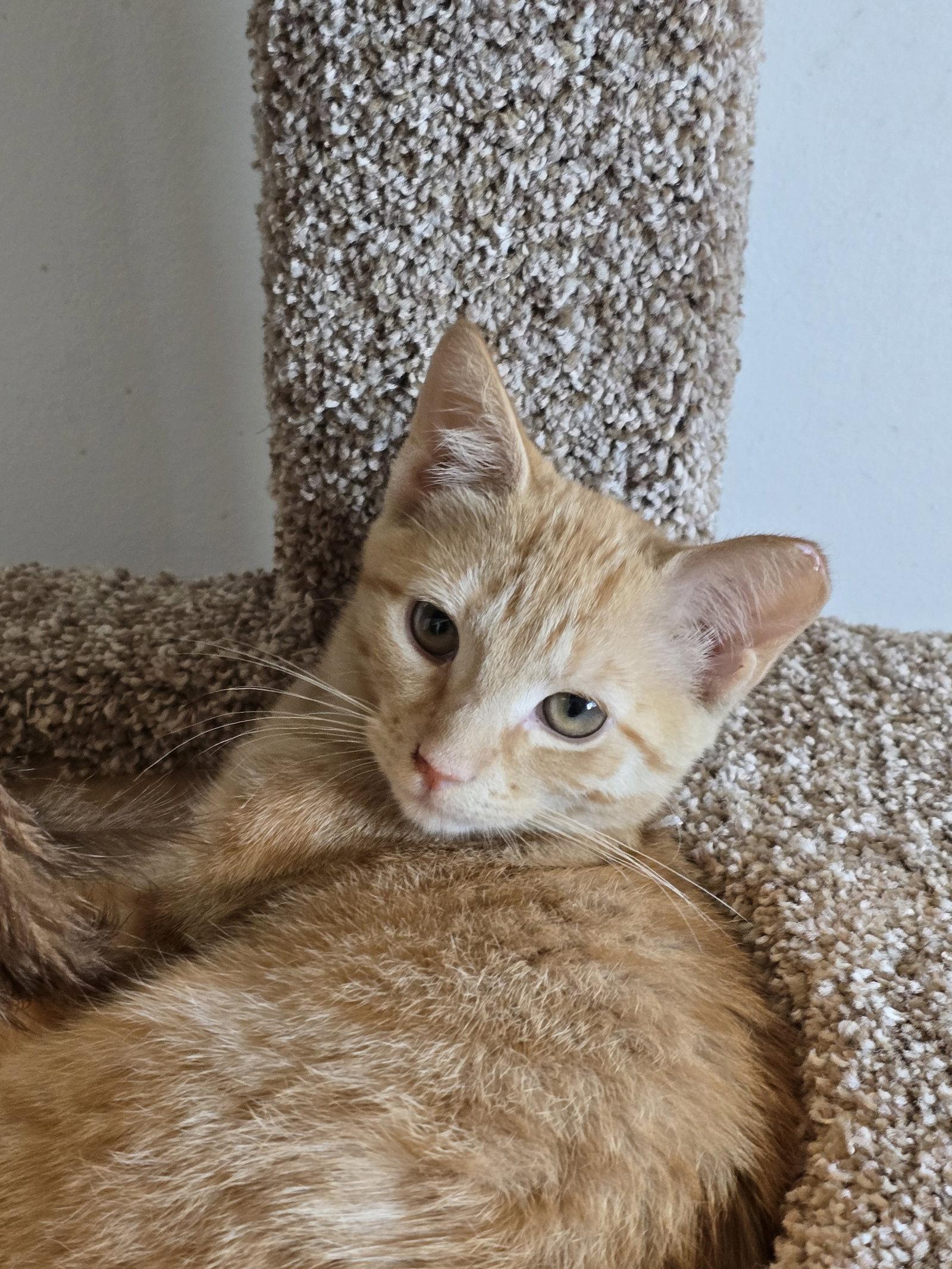 Enlarge Carly, Willow Grove Area, (FCID 08/18/26-110), a Adoptable Domestic Short Hair in Greenville, DE image 2/2