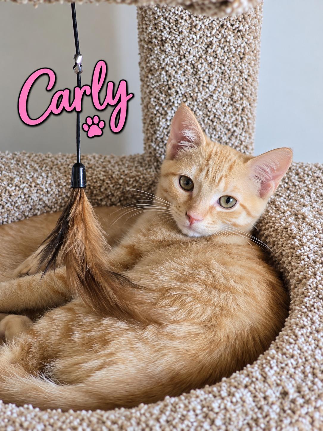 Carly, Willow Grove Area, (FCID 08/18/26-110), Adoptable, Kitten Female Domestic Short Hair.