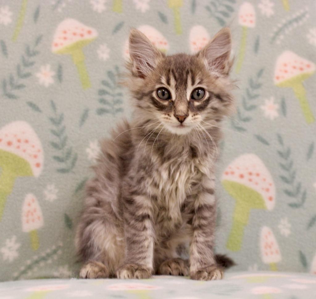 Kola, Adoptable, Kitten Male Domestic Short Hair.