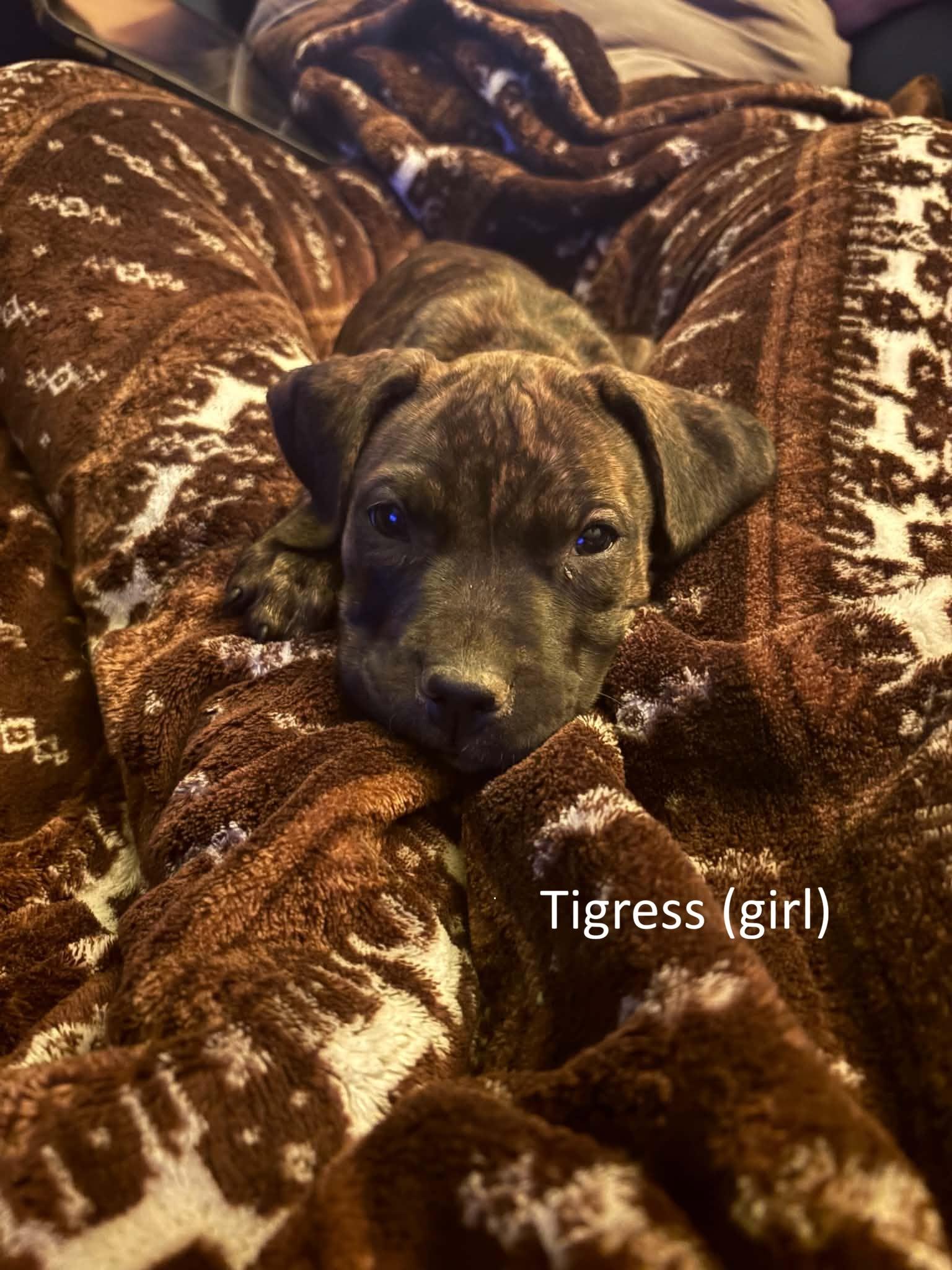 Tigress and Cringer (part of the Tiger Litter), Adoptable, Puppy Male Boxer & American Staffordshire Terrier.