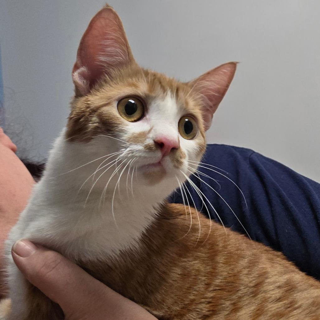 Enlarge Pumpkin, a Adoptable Domestic Short Hair in Oneonta, NY image 1/1