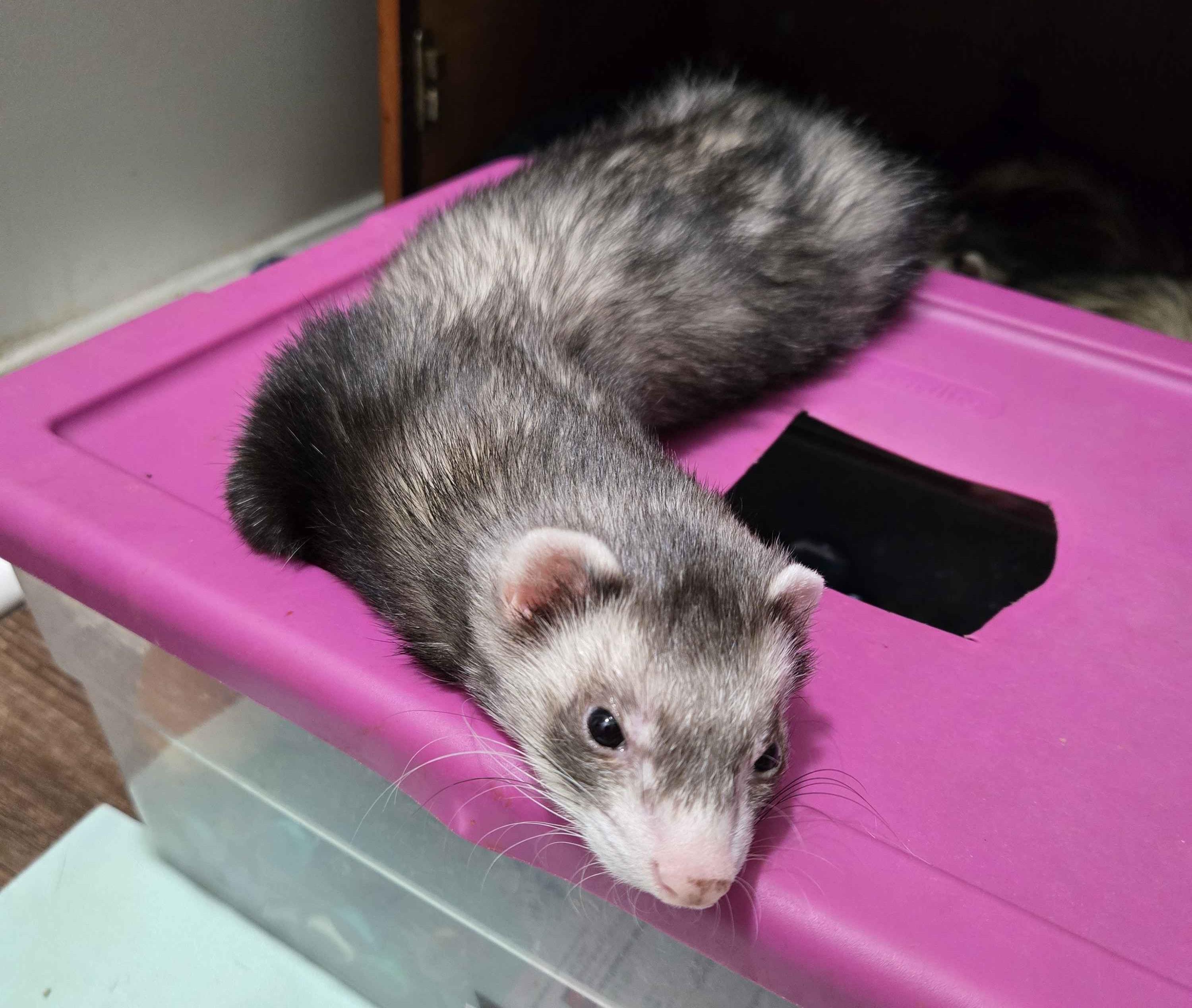 Lilith, Adoptable, Adult Female Ferret.