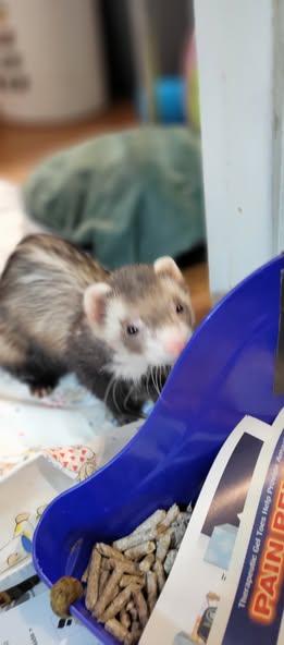 Lilith, Adoptable, Adult Female Ferret.