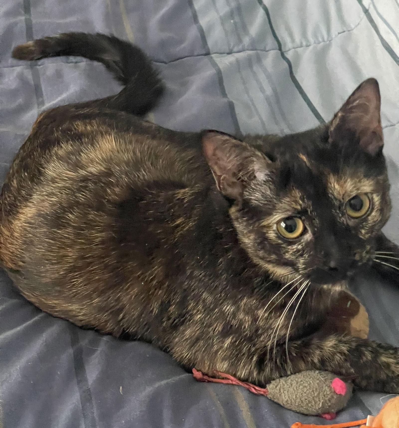 Enlarge Ewok, a Adoptable Domestic Short Hair in Reston, VA image 1/3