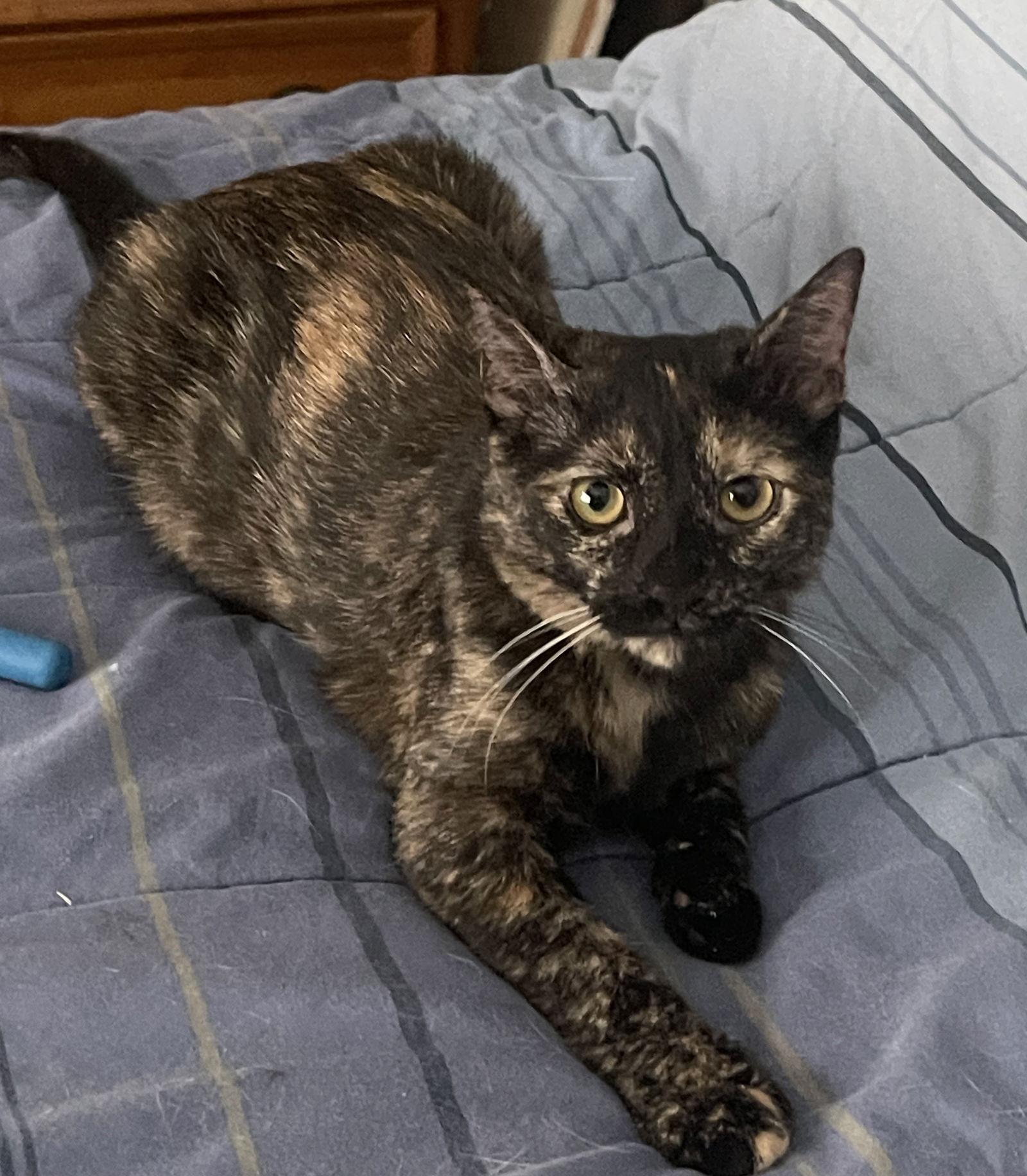 Enlarge Ewok, a Adoptable Domestic Short Hair in Reston, VA image 2/3