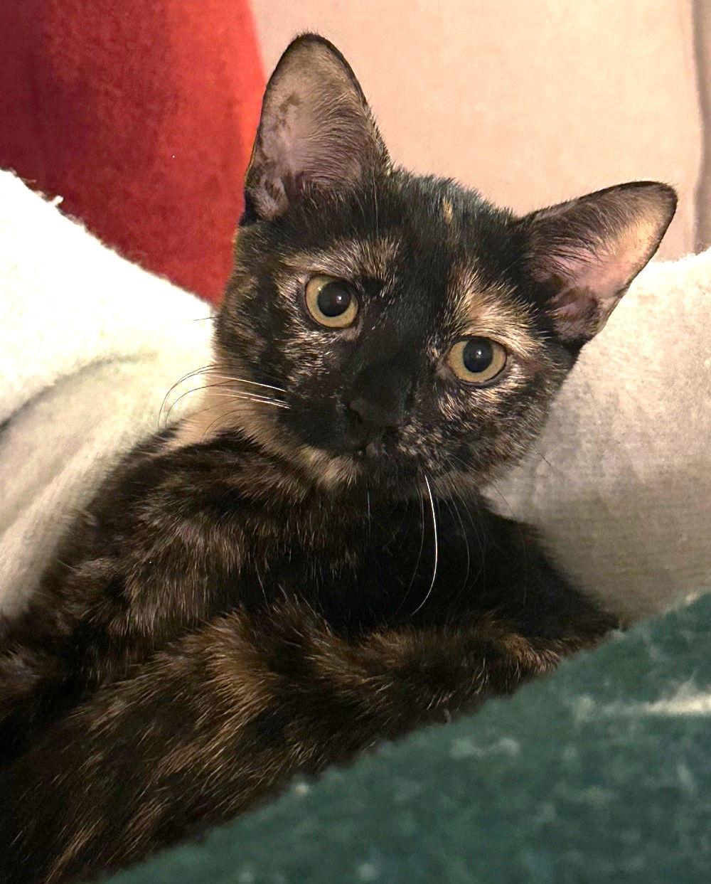 Enlarge Ewok, a Adoptable Domestic Short Hair in Reston, VA image 3/3