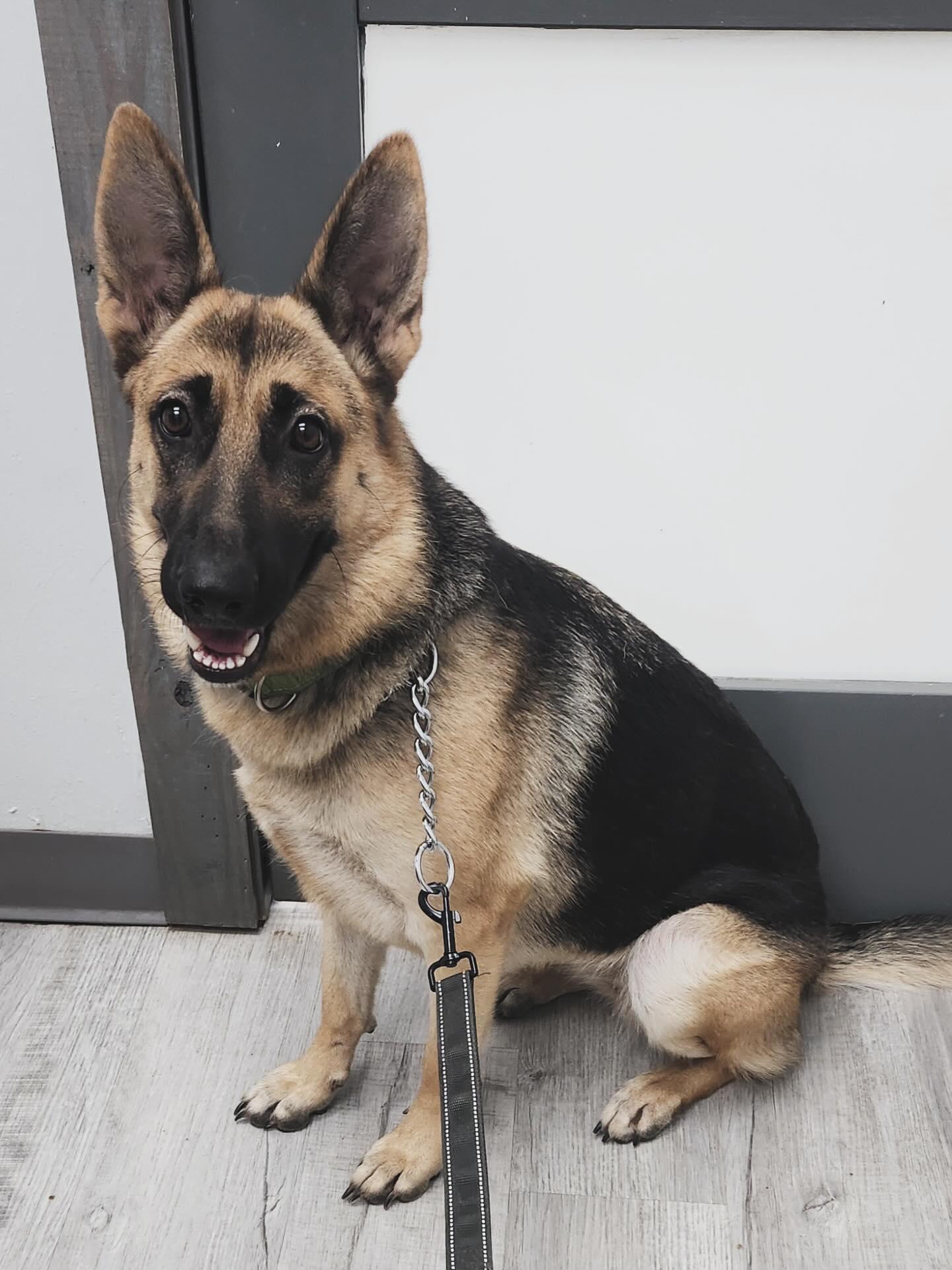 Rose, a Adoptable German Shepherd Dog in Houston, TX image 1/3