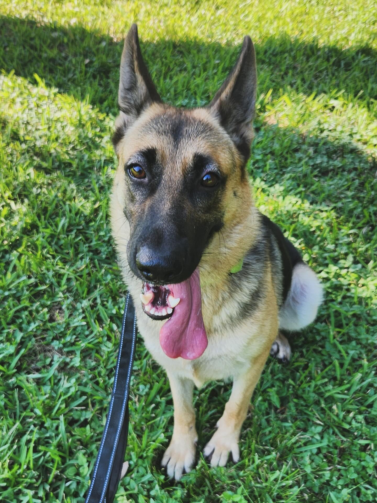 Rose, a Adoptable German Shepherd Dog in Houston, TX image 3/3