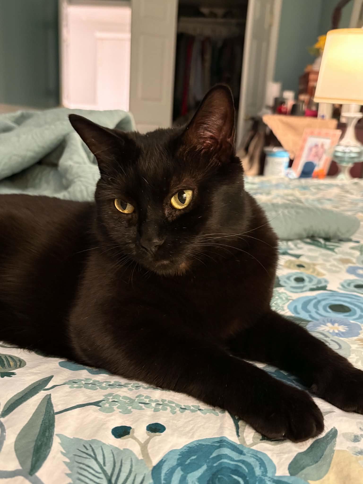 Kandy Kake (Tastykake Litter), adoptable, Adult Female Domestic Short Hair.