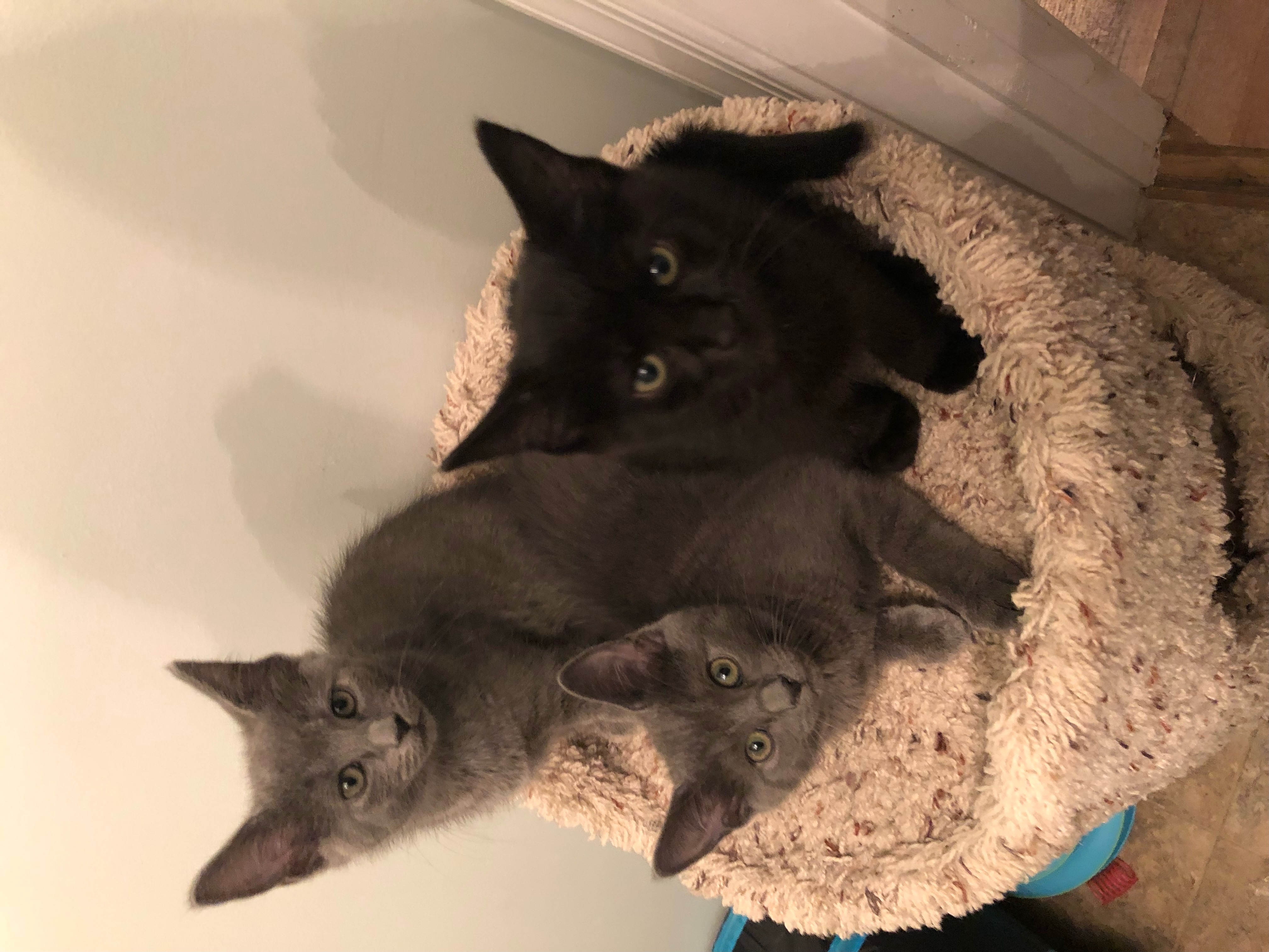 Kandy Kake (Tastykake Litter), an adoptable Domestic Short Hair in Baltimore, MD image 2/5