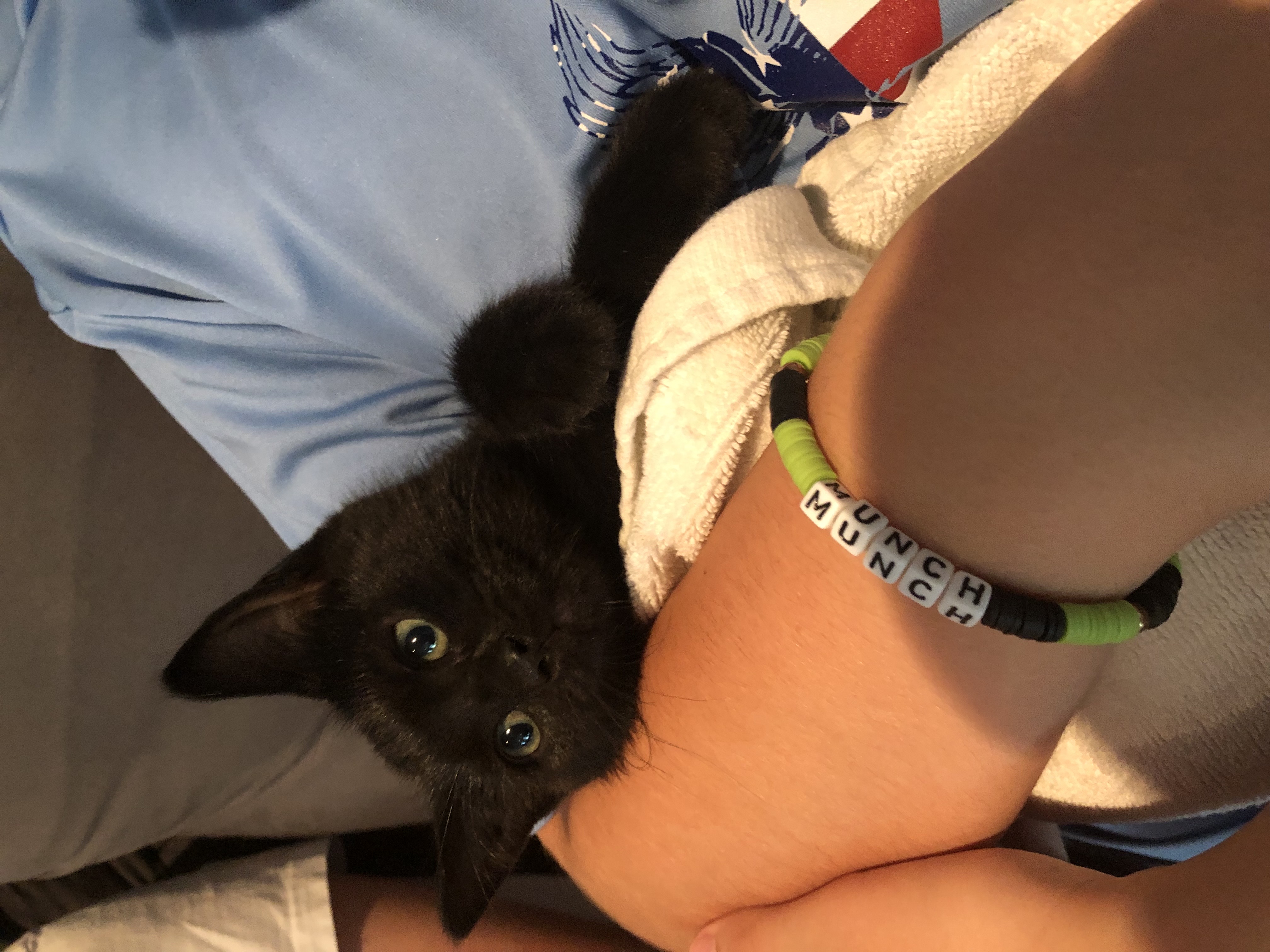 Kandy Kake (Tastykake Litter), an adoptable Domestic Short Hair in Baltimore, MD image 3/5