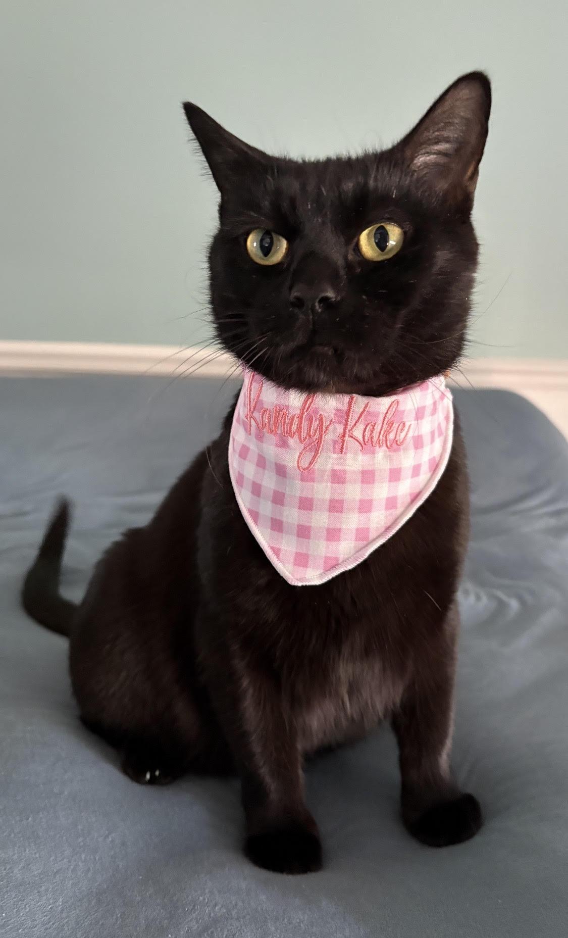 Kandy Kake (Tastykake Litter), adoptable, Kitten Female Domestic Short Hair.