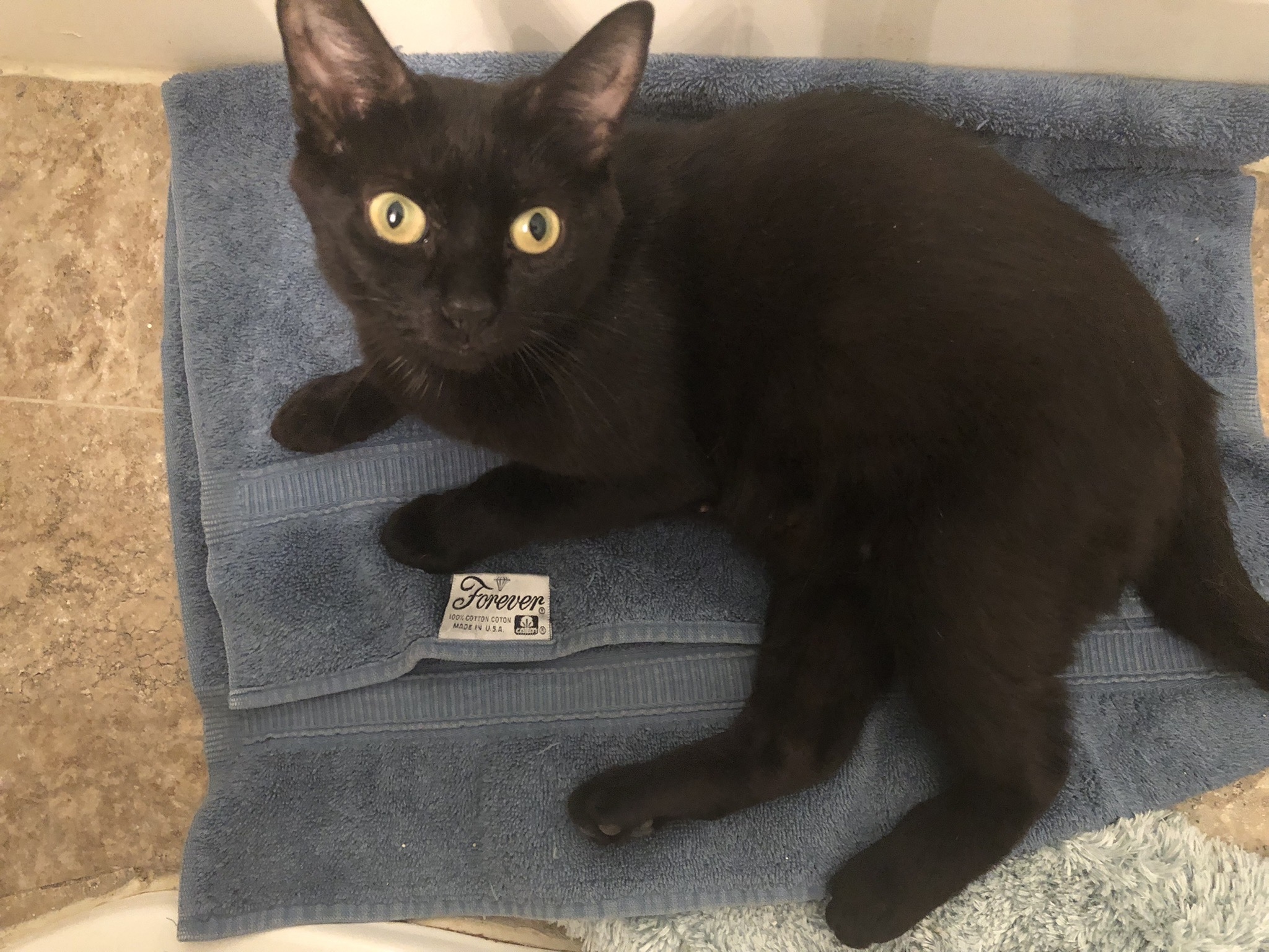 Kandy Kake (Tastykake Litter), an adoptable Domestic Short Hair in Baltimore, MD image 4/5