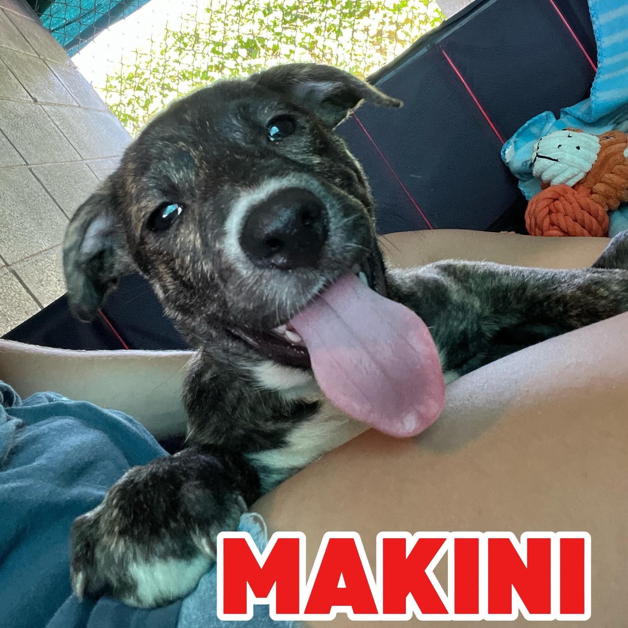 Enlarge MAKINI, a Adopted mixed breed in kaplan , LA image 1/1