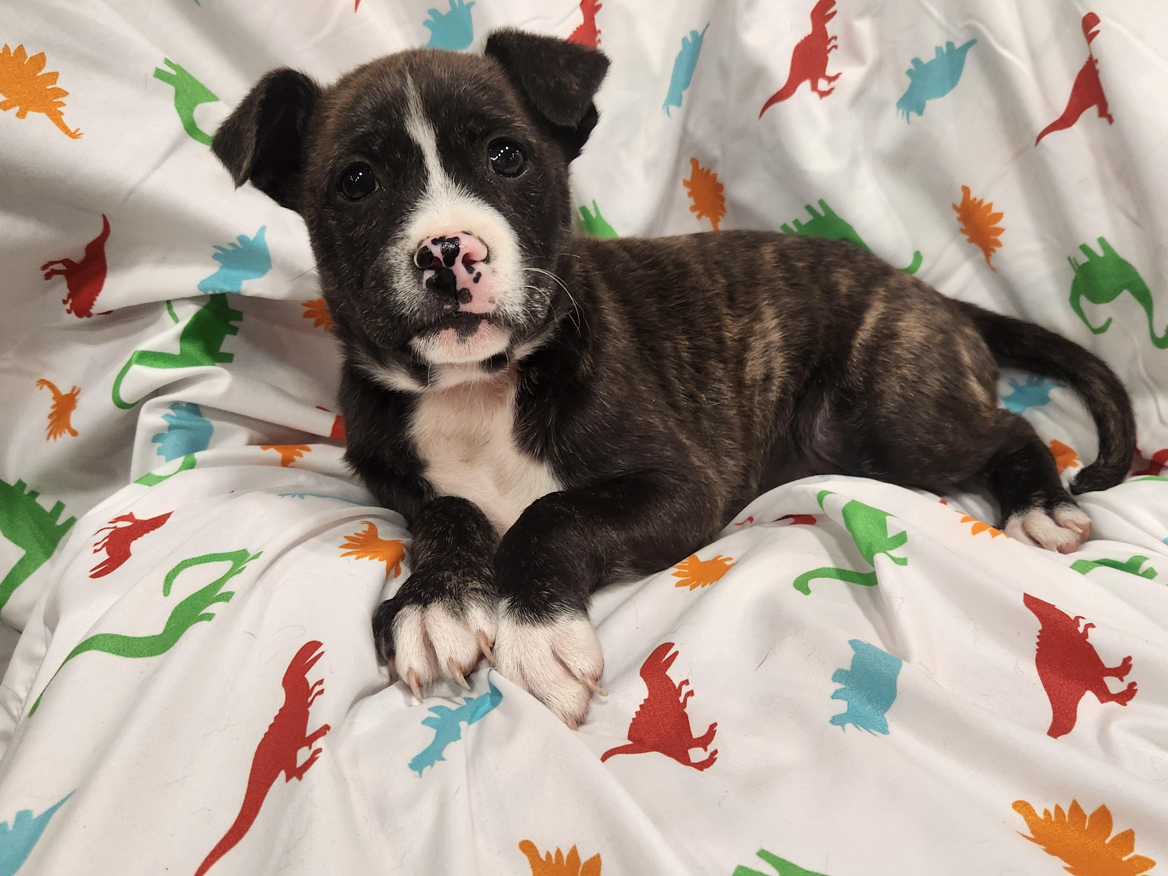 Fitz , ADOPTABLE, Puppy Male Pit Bull Terrier.