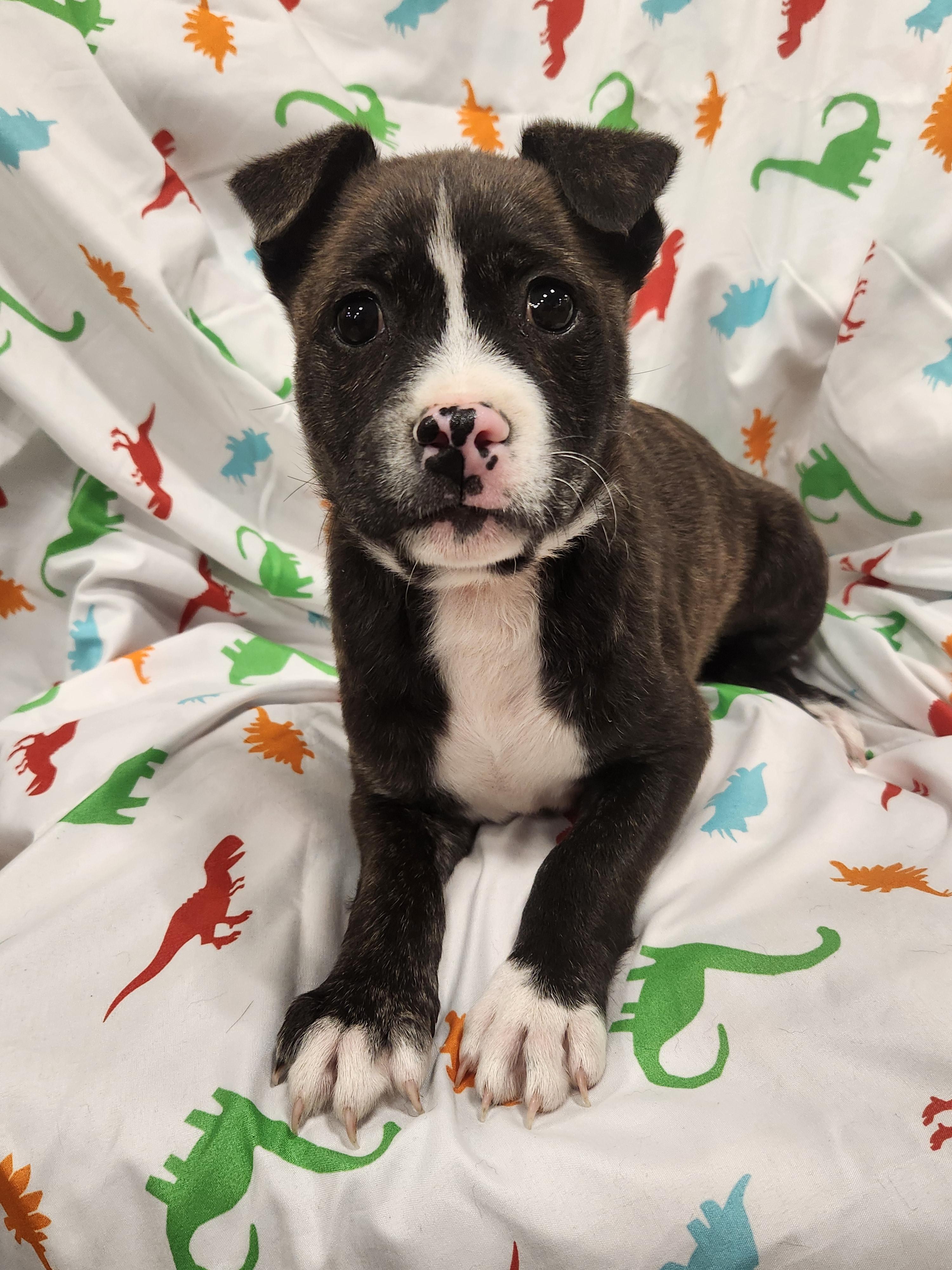 Fitz - Taking Applications Only , ADOPTABLE, Puppy Male Pit Bull Terrier.
