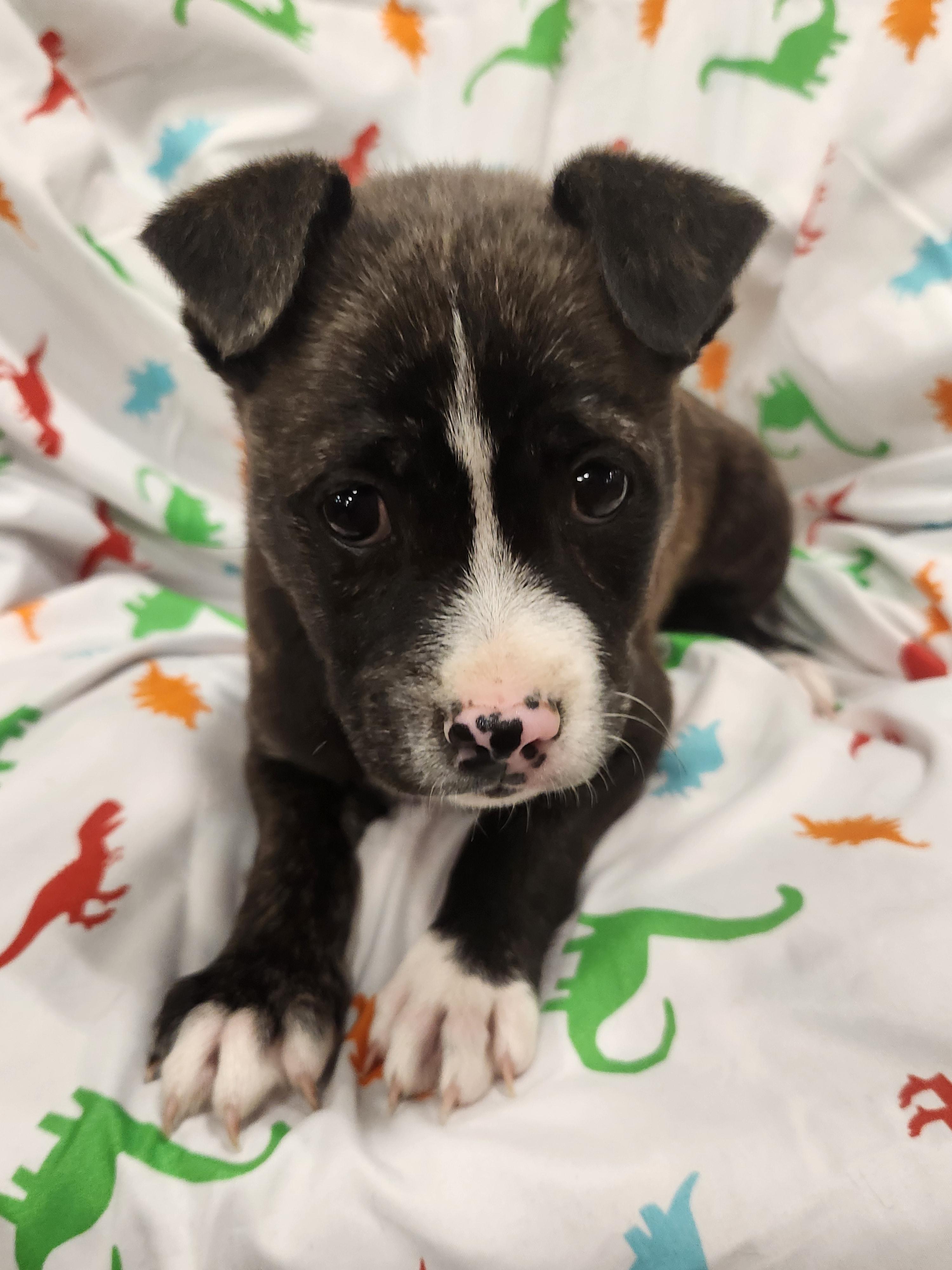 Enlarge Fitz - Taking Applications Only , a ADOPTABLE mixed breed in Baton Rouge, LA image 3/3