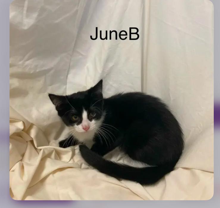 Enlarge JuneB, a Adoptable mixed breed in Columbus, GA image 1/2