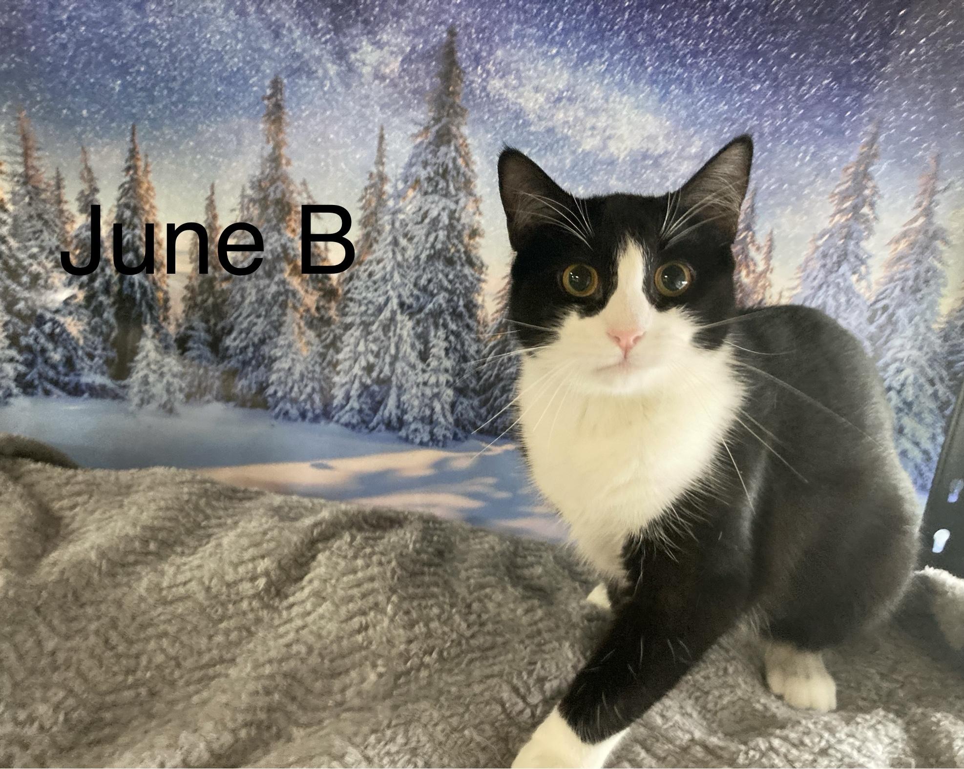 Enlarge JuneB, a Adoptable mixed breed in Columbus, GA image 2/2