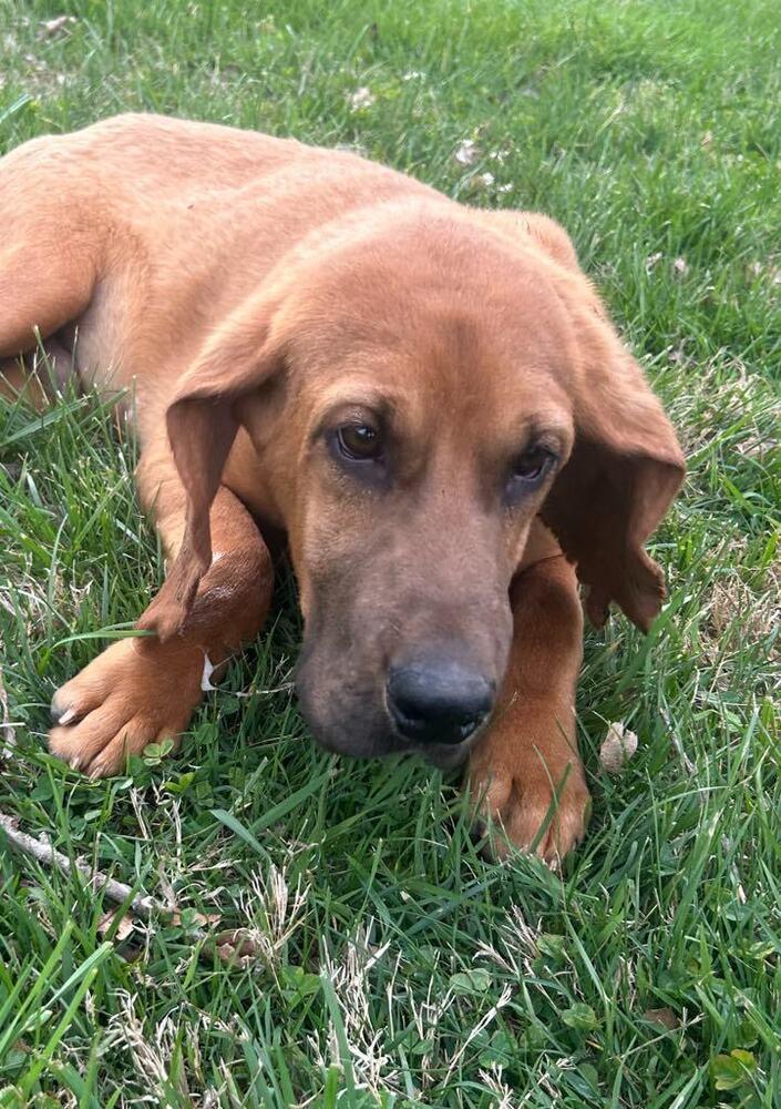 2 Bloodhound Teens Julie, Adopted, Young Male Bloodhound.