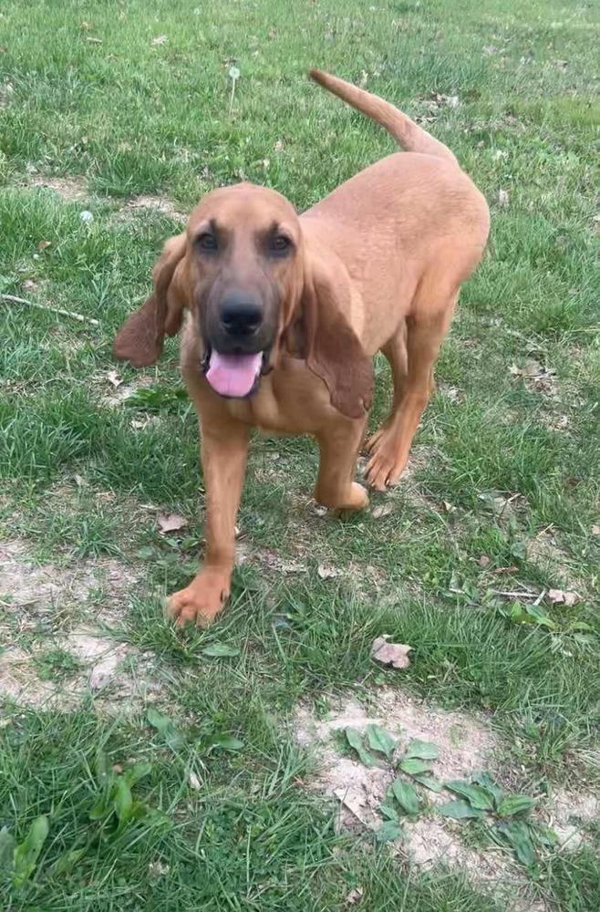 Enlarge 2 Bloodhound Teens Julie, a Adopted mixed breed in Aurora, IN image 2/6
