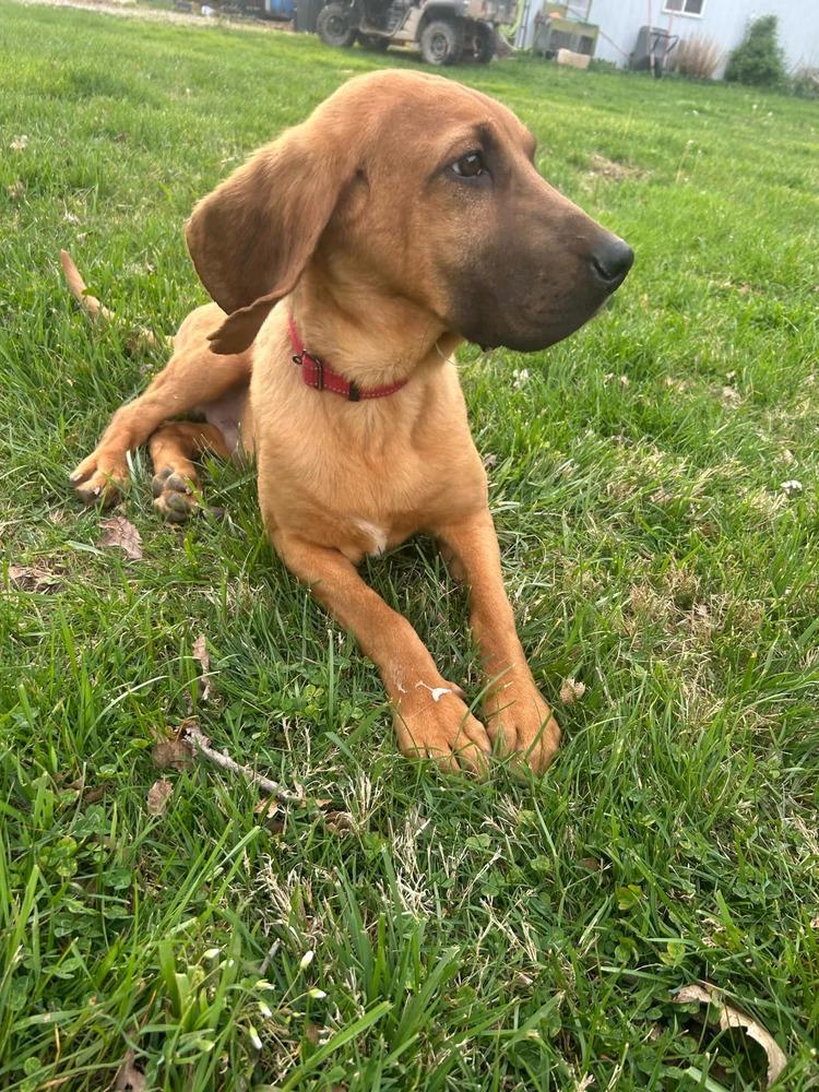 Enlarge 2 Bloodhound Teens Julie, a Adopted mixed breed in Aurora, IN image 3/6