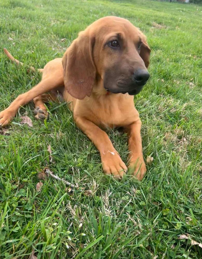 Enlarge 2 Bloodhound Teens Julie, a Adopted mixed breed in Aurora, IN image 4/6