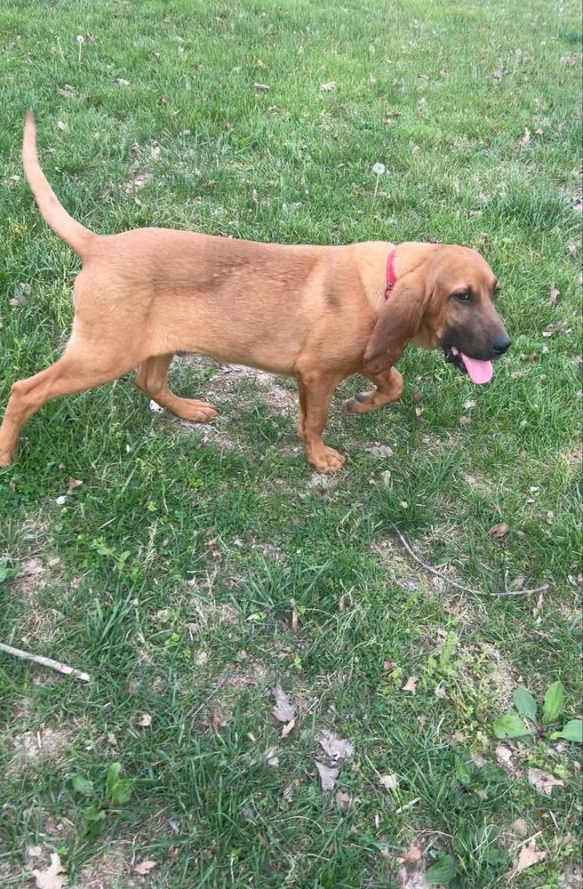 Enlarge 2 Bloodhound Teens Julie, a Adopted mixed breed in Aurora, IN image 5/6