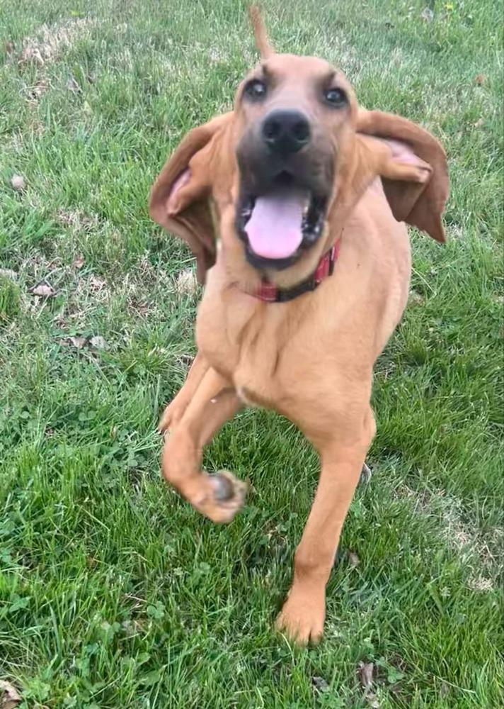 Enlarge 2 Bloodhound Teens Julie, a Adopted mixed breed in Aurora, IN image 6/6
