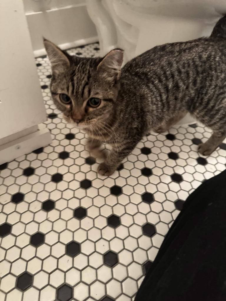 Enlarge Skippy, a Adoptable Domestic Short Hair in Augusta, GA image 1/1
