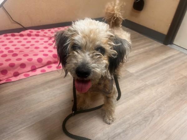 Jeremy, Adoptable, Adult Male Maltipoo.
