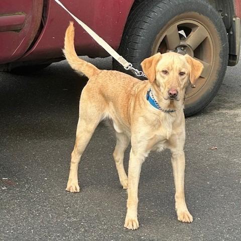 The Duke of Hastings, Adoptable, Young Male Yellow Labrador Retriever.