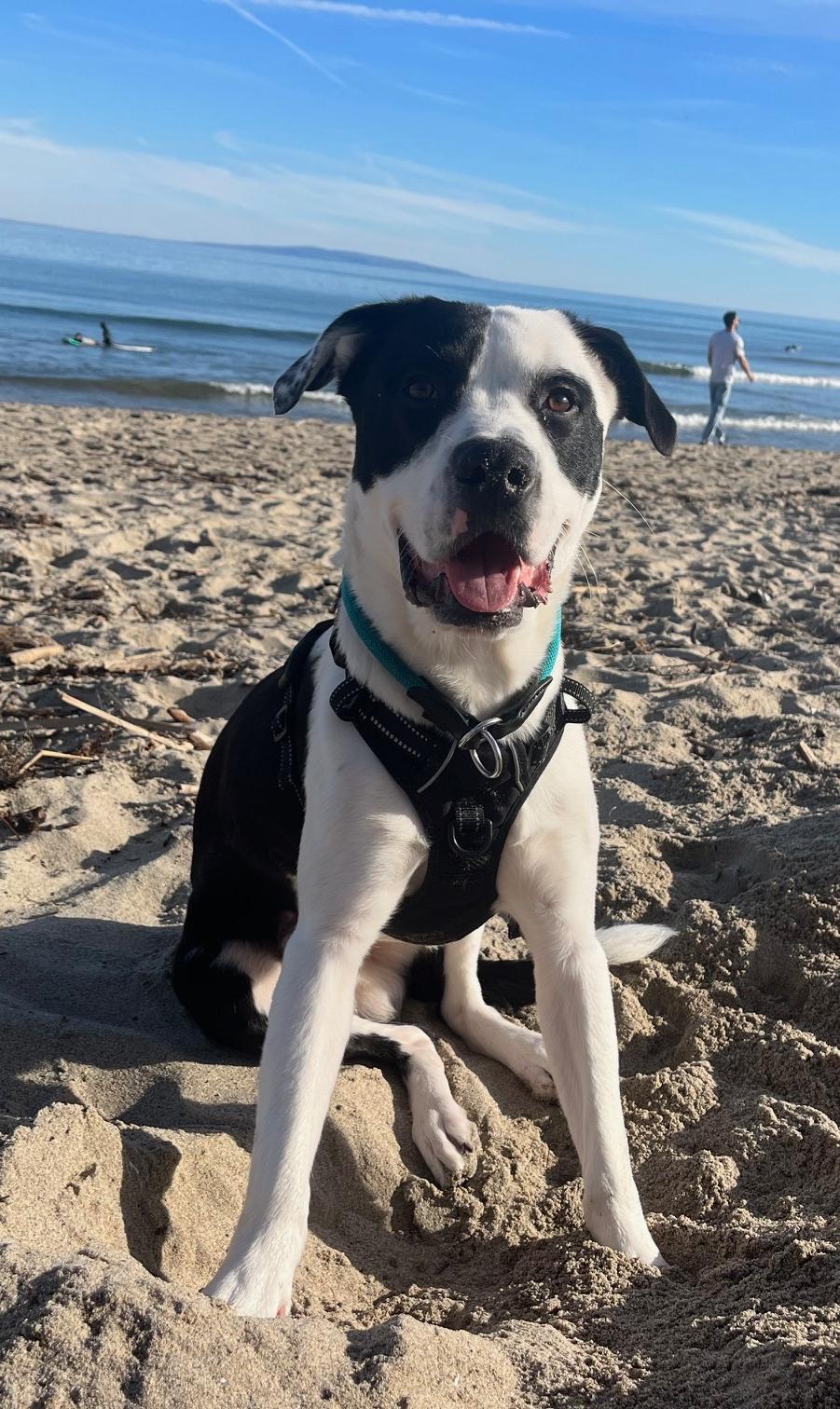 Southpaw, a Adoptable mixed breed in Cantua Creek, CA image 1/4