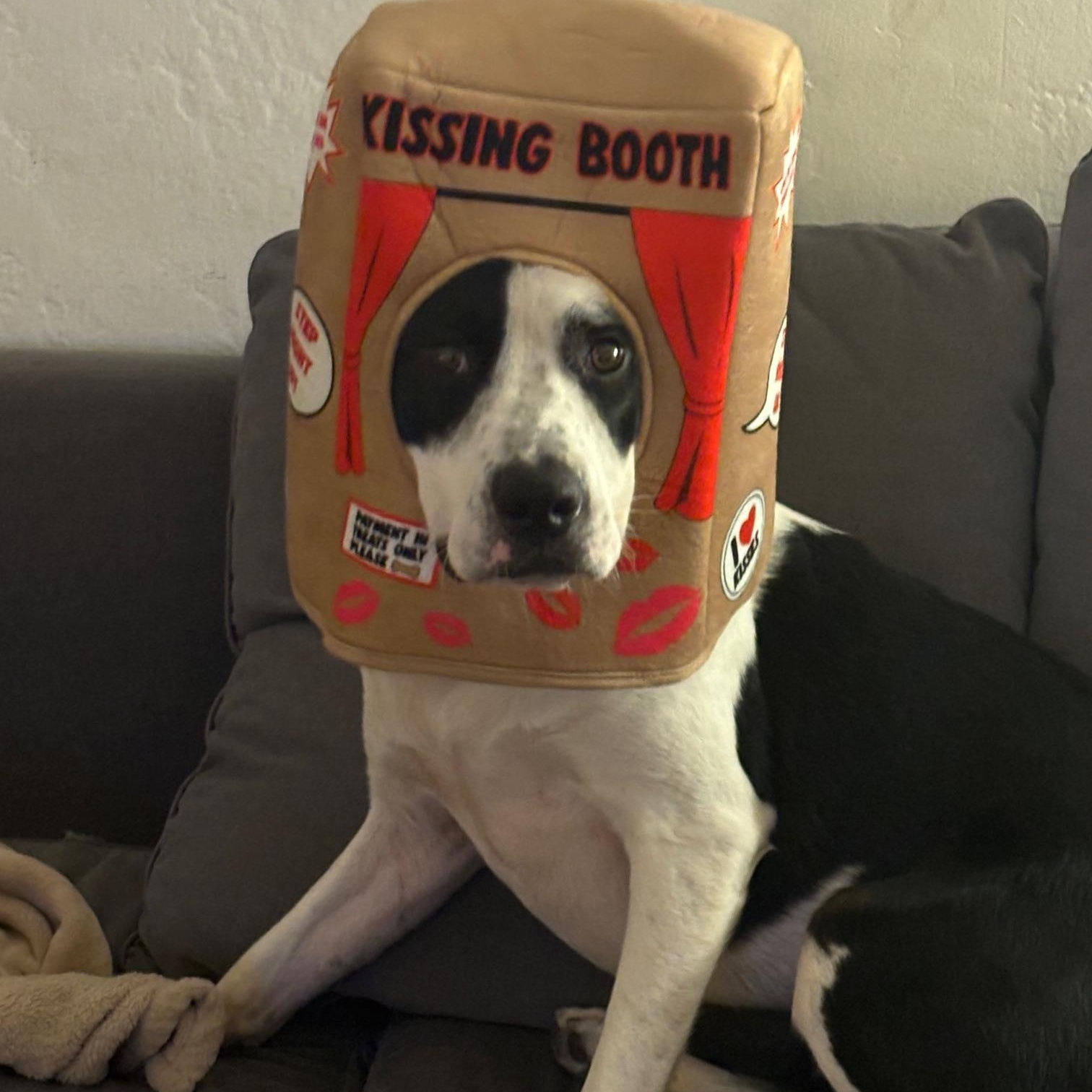 Southpaw, a Adoptable mixed breed in Cantua Creek, CA image 2/4