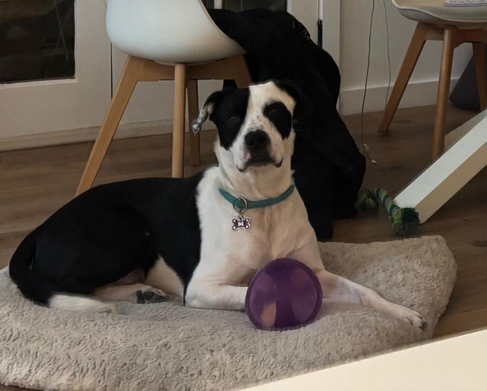 Southpaw, a Adoptable mixed breed in Cantua Creek, CA image 3/4